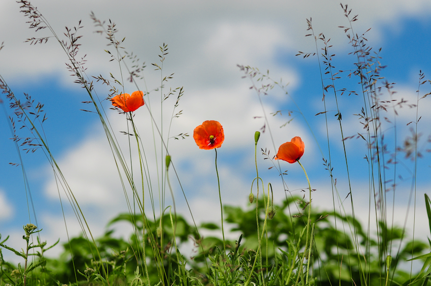 MEMORIAL DAY IN FLANDERS FIELDS