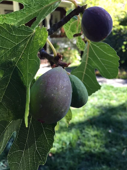Figs_blog.jpeg