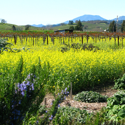 Napa Valley mustard