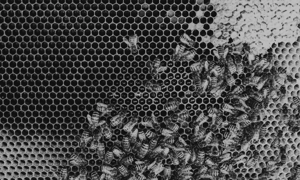 Grey bees.png