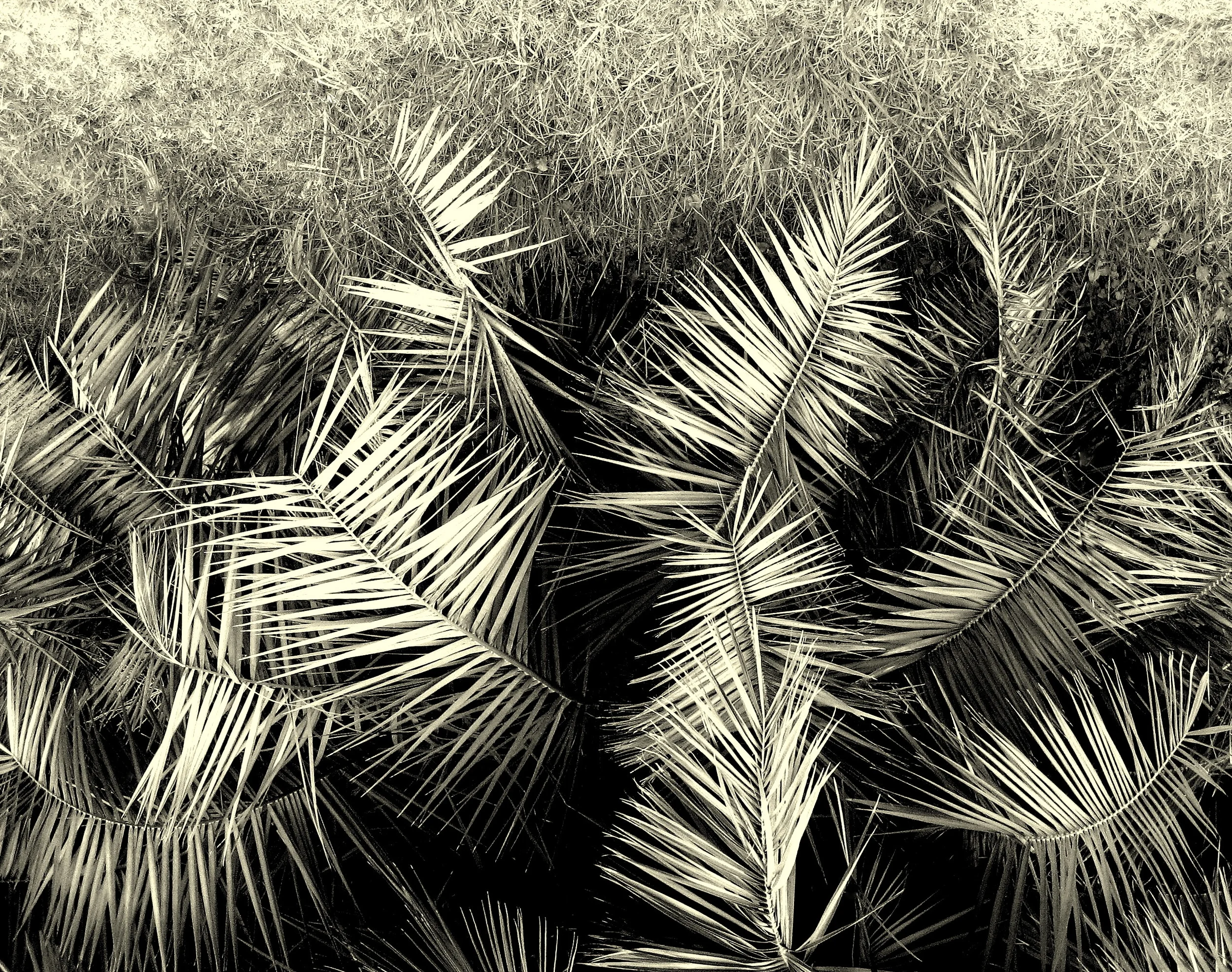 RHYTHMIC - COLLECTION