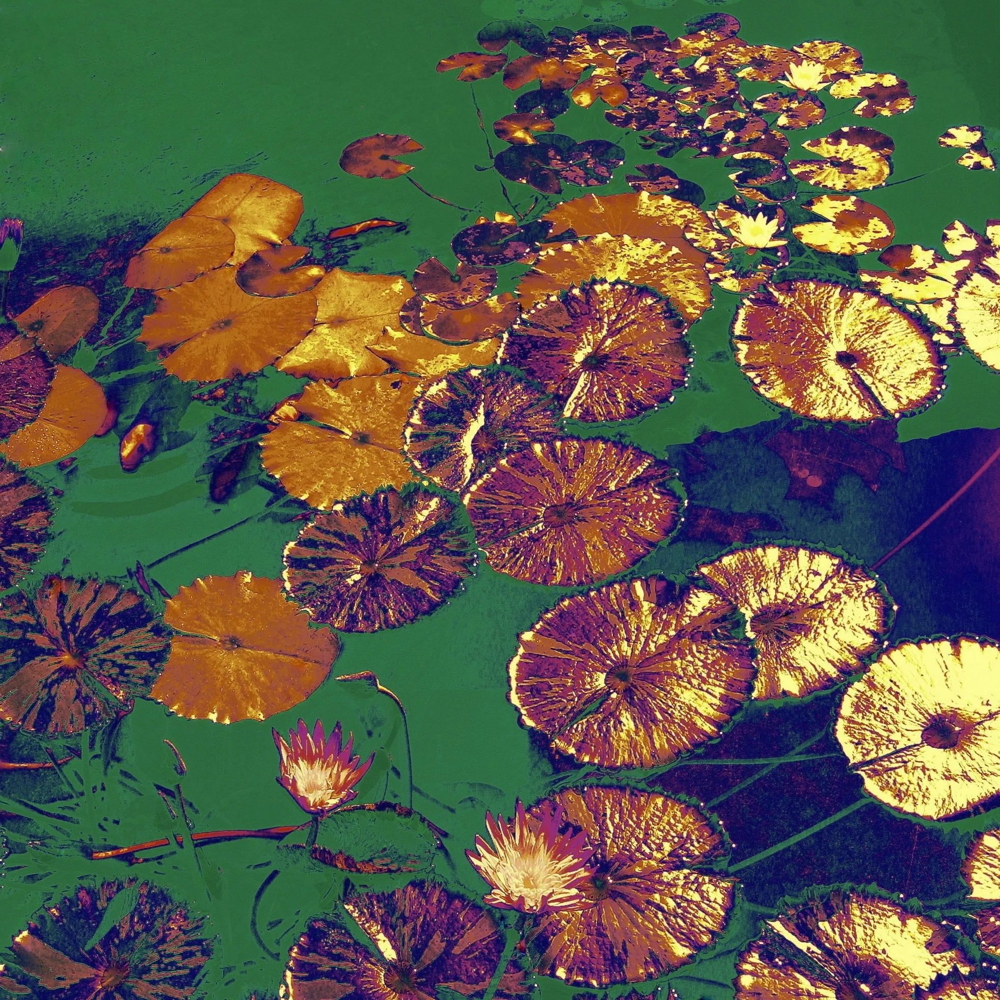 INTRIGUE - COLLECTION