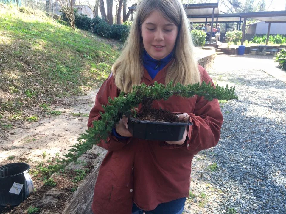 bonsai20.jpg