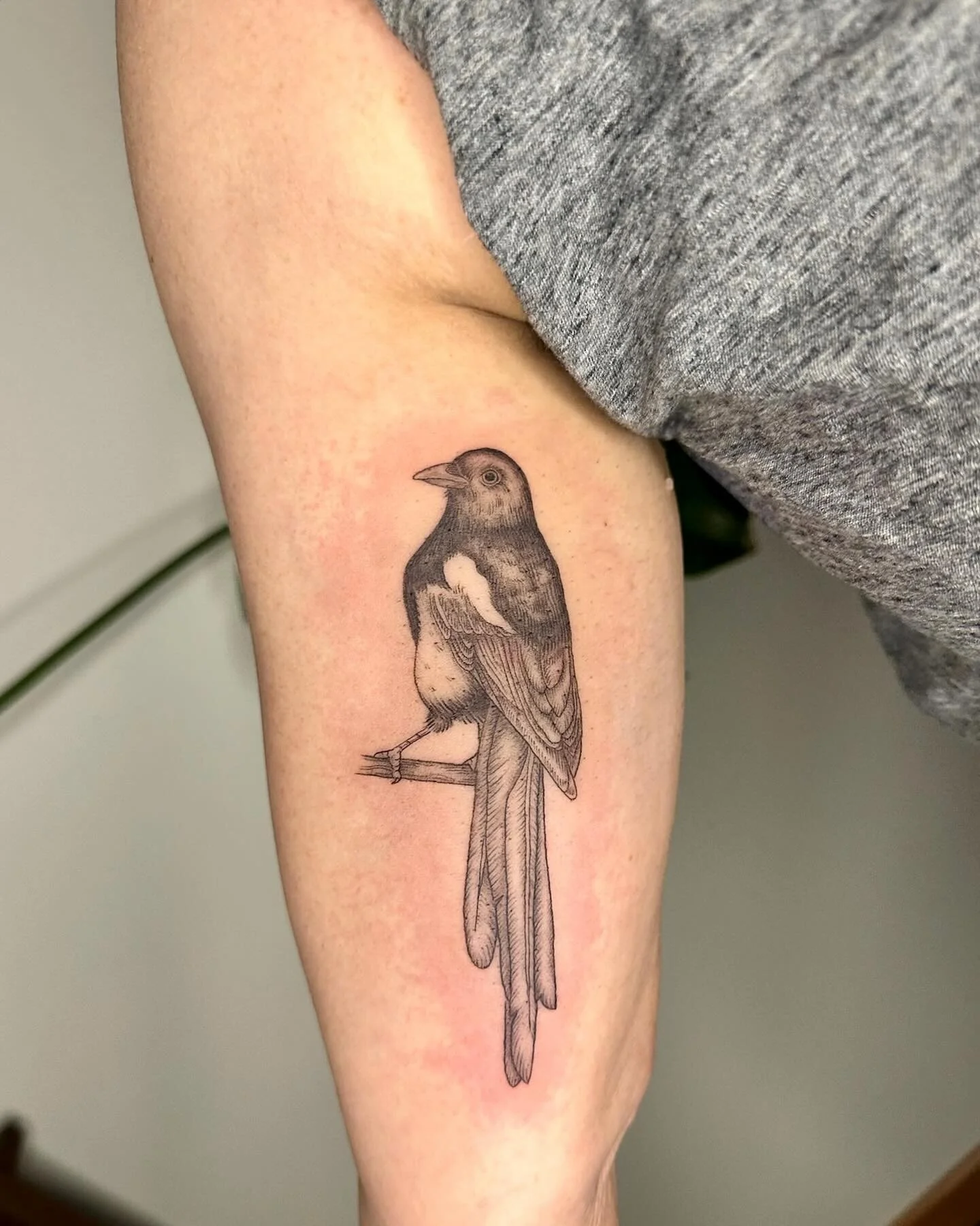 Magpie for Maggie, thank you!
&bull;
&bull;
&bull;
&bull;
&bull;
#magpie #magpietattoo 
#pnwtattooartist #seattletattooartist #pnwfemaletattooartist
#seattlefemaletattooartist 
#femaleownedtattooshop #newseattletattooshop #seattletattoos #columbiacit