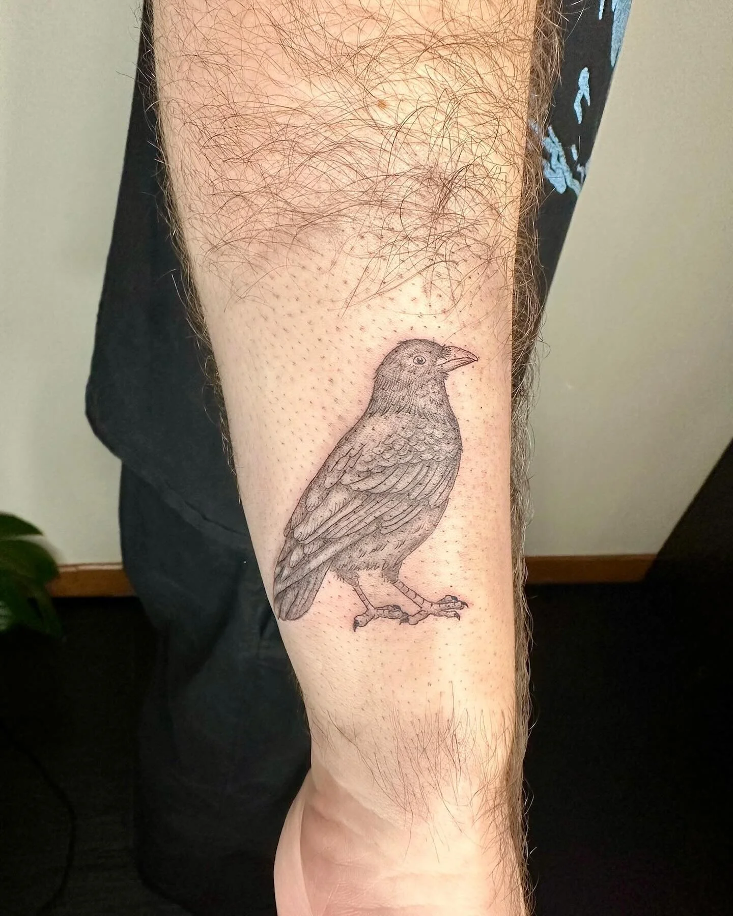 Impromptu crow, thanks Mike!
&bull;
&bull;
&bull;
&bull;
#crowtattoo 
#pnwtattooartist #seattletattooartist #pnwfemaletattooartist
#seattlefemaletattooartist 
#femaleownedtattooshop #newseattletattooshop #seattletattoos #columbiacityseattle #columbia