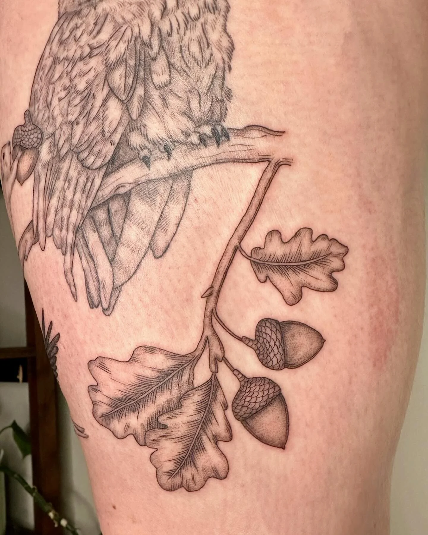 Acorns added to our owl and mouse, plus a snow bunting to remember her time in Scotland
&bull;
Thanks for coming back again and again, Megan!
&bull;
&bull;
&bull;
&bull;
&bull;
&bull;
#acorn #acorntattoo #owltattoo #owlandmousetattoo #mousetattoo #sn