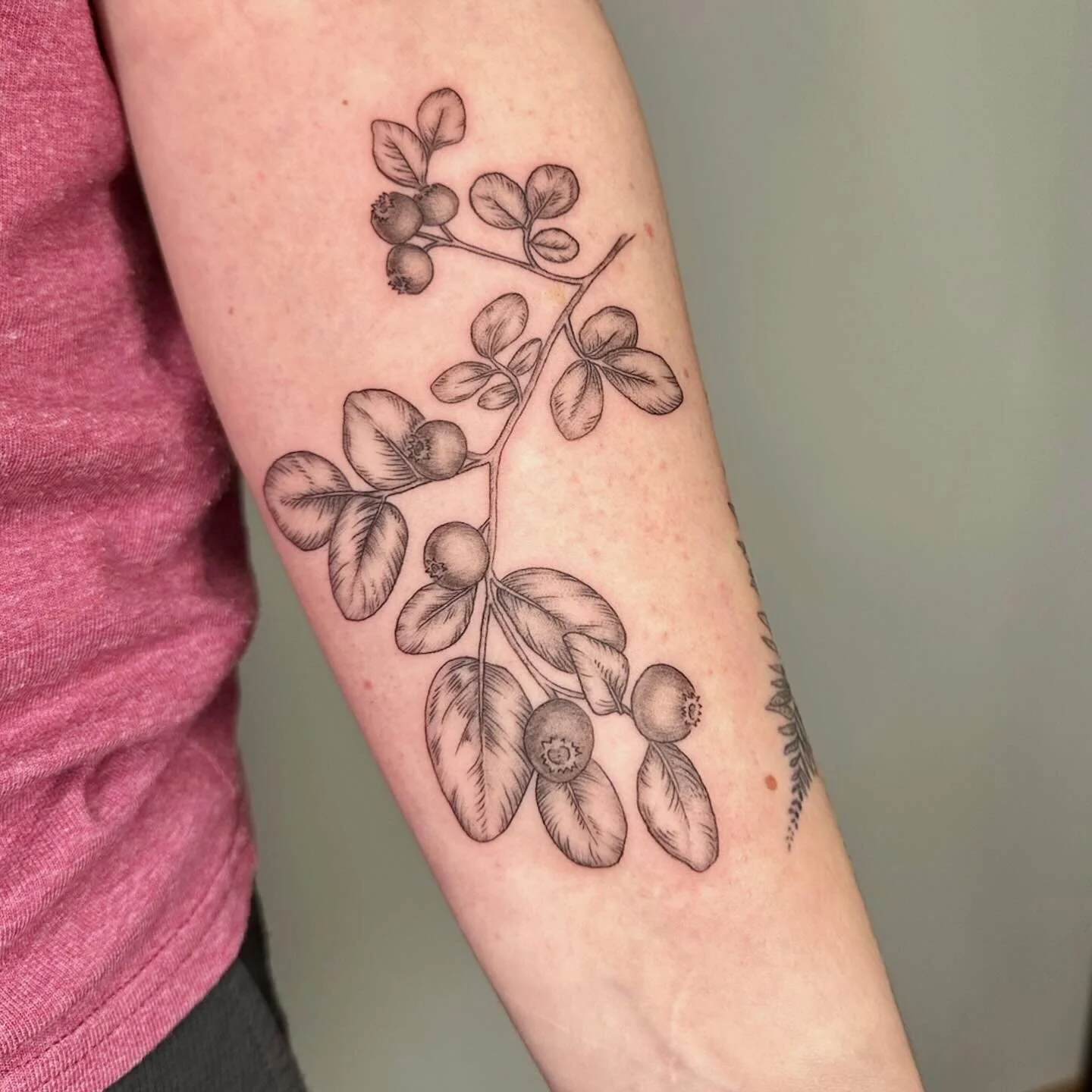 Red huckleberry adding to Annika&rsquo;s sleeve!
&bull;
&bull;
Healed elder too!
&bull;
&bull;
&bull;
&bull;
&bull;
&bull;
#redhuckleberry #huckleberry #redhuckleberrytattoo #huckleberrytattoo #elder #elderplant #elderplanttattoo #pnwtattooartist #se