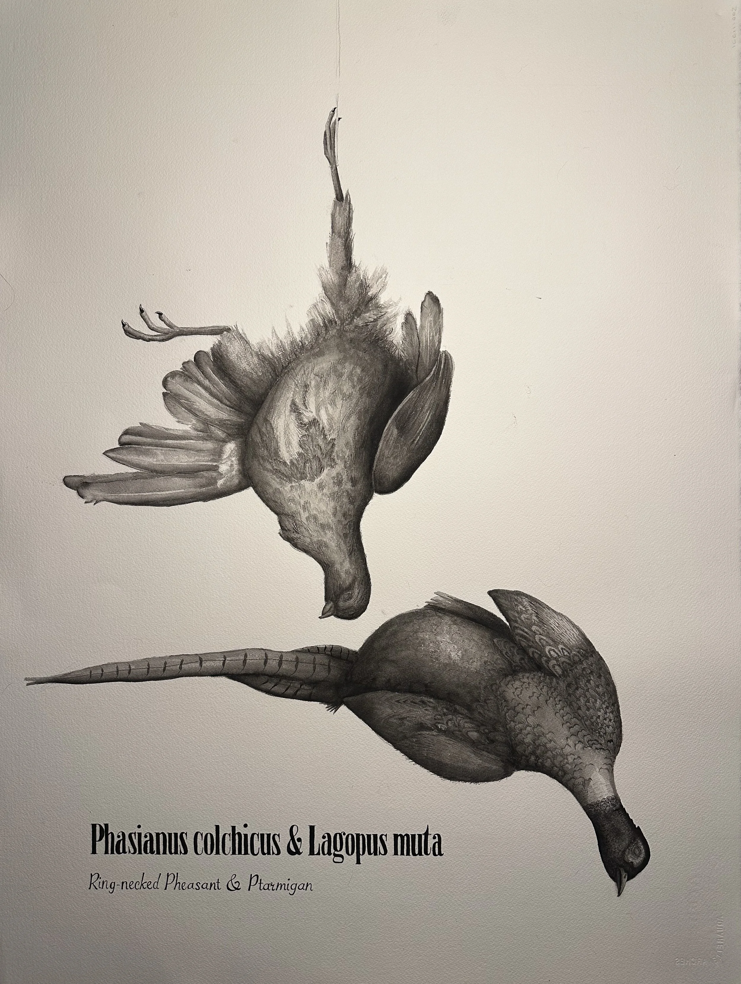 Ring Necked Pheasant and Grouse