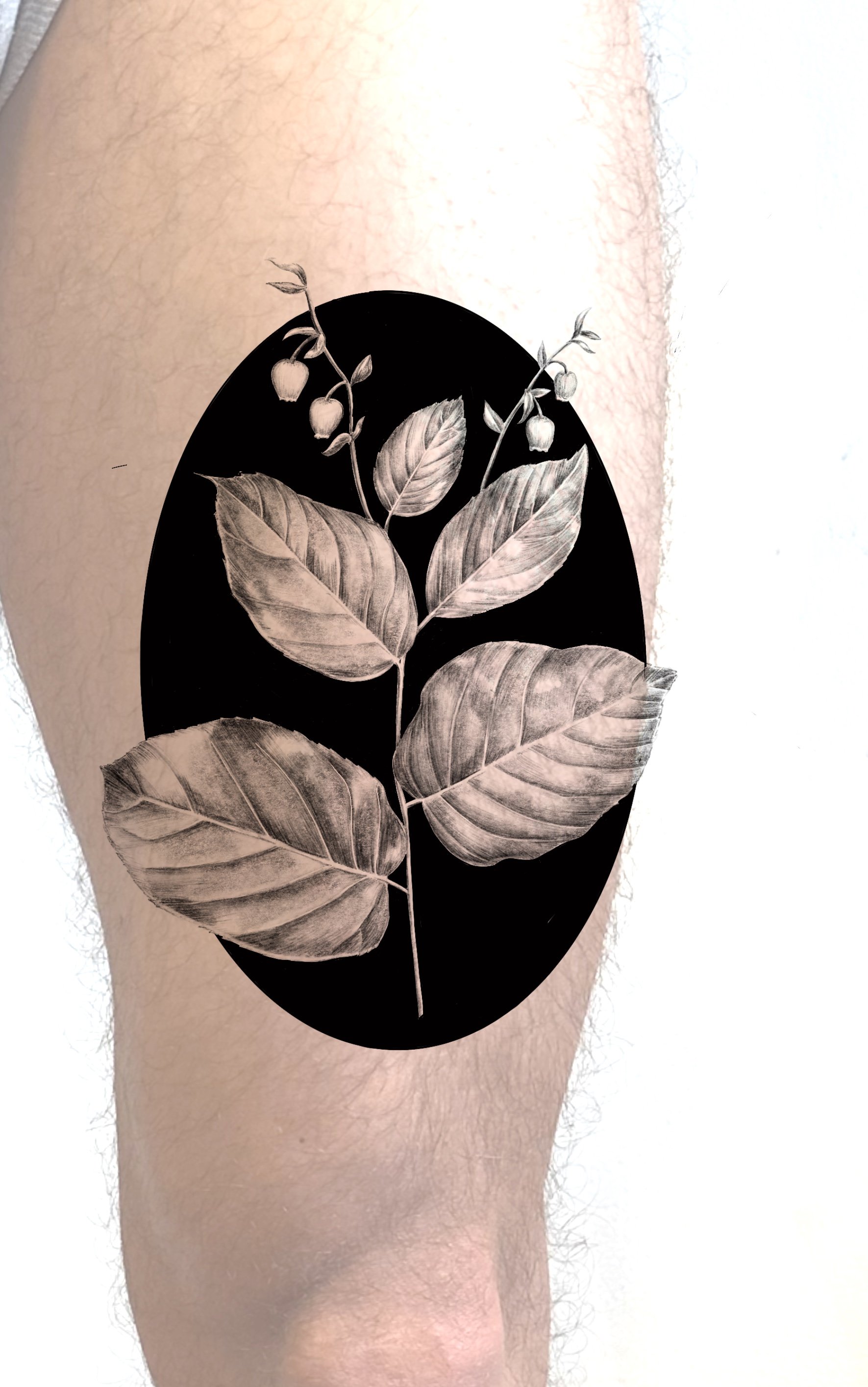Salal