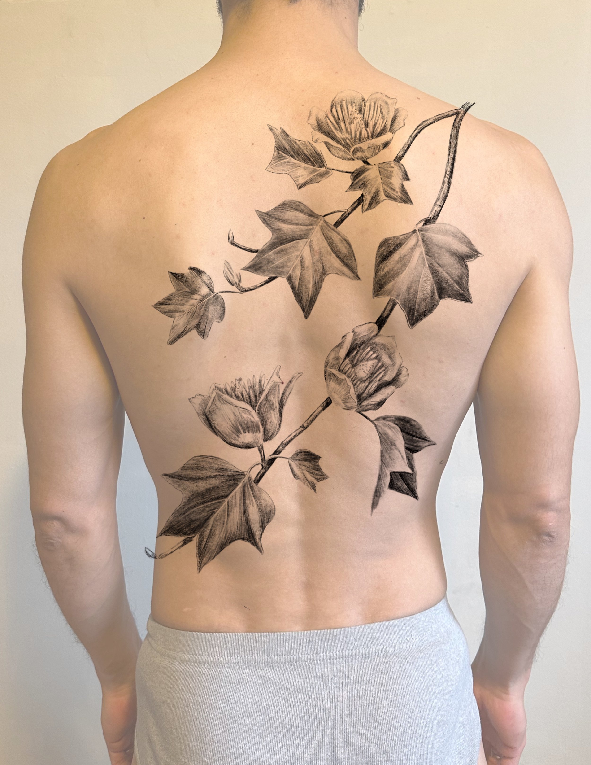 Tulip Tree