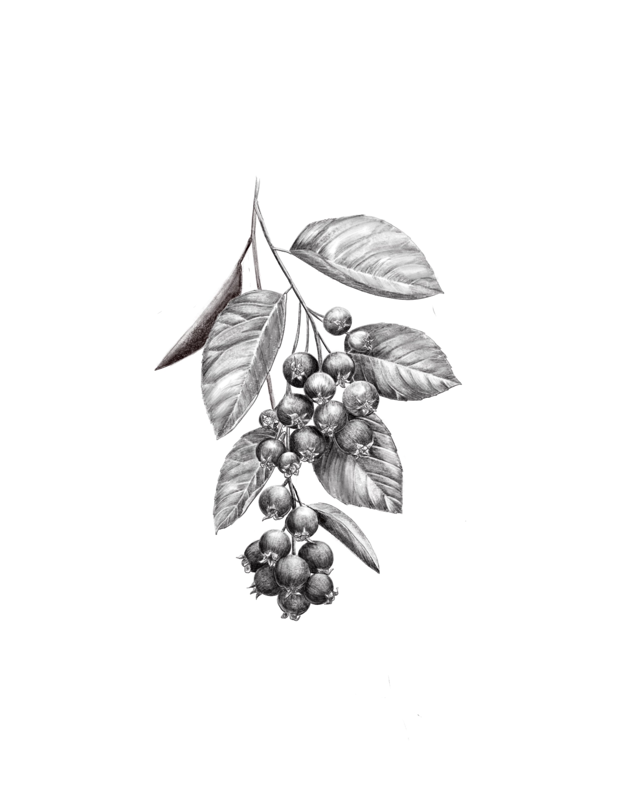 Serviceberry