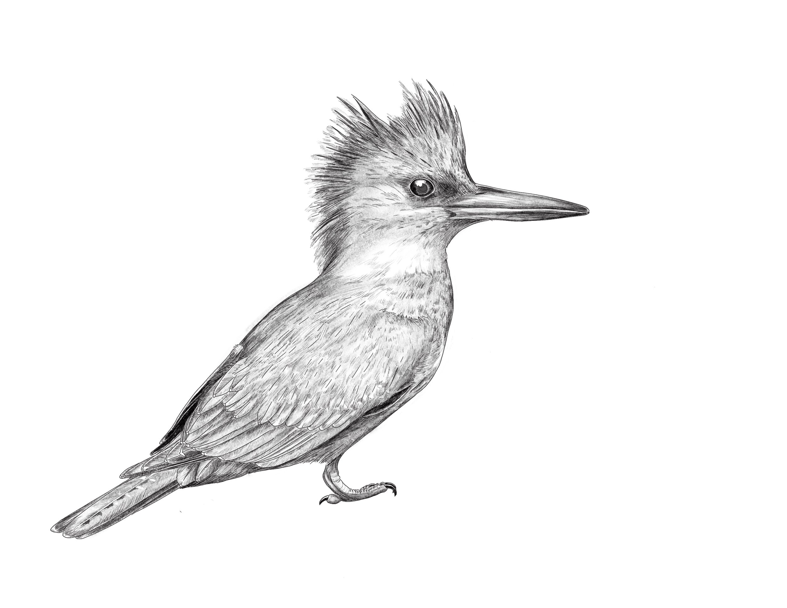 Kingfisher