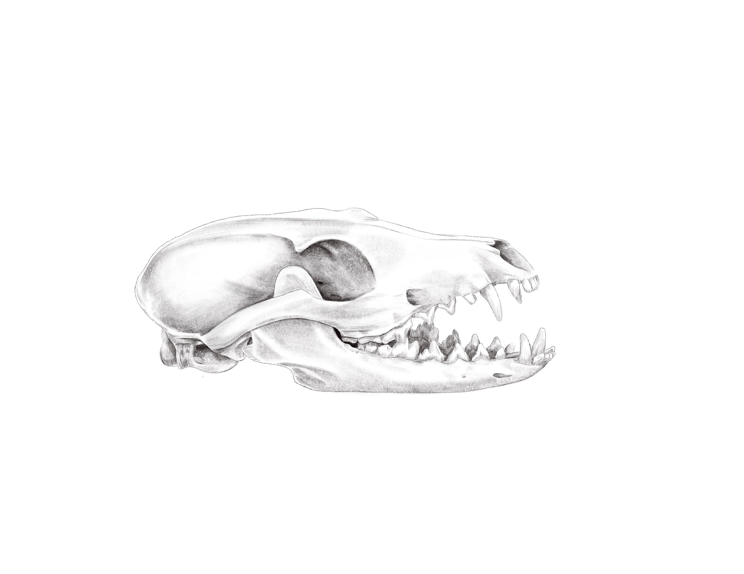 Grey Fox Skull
