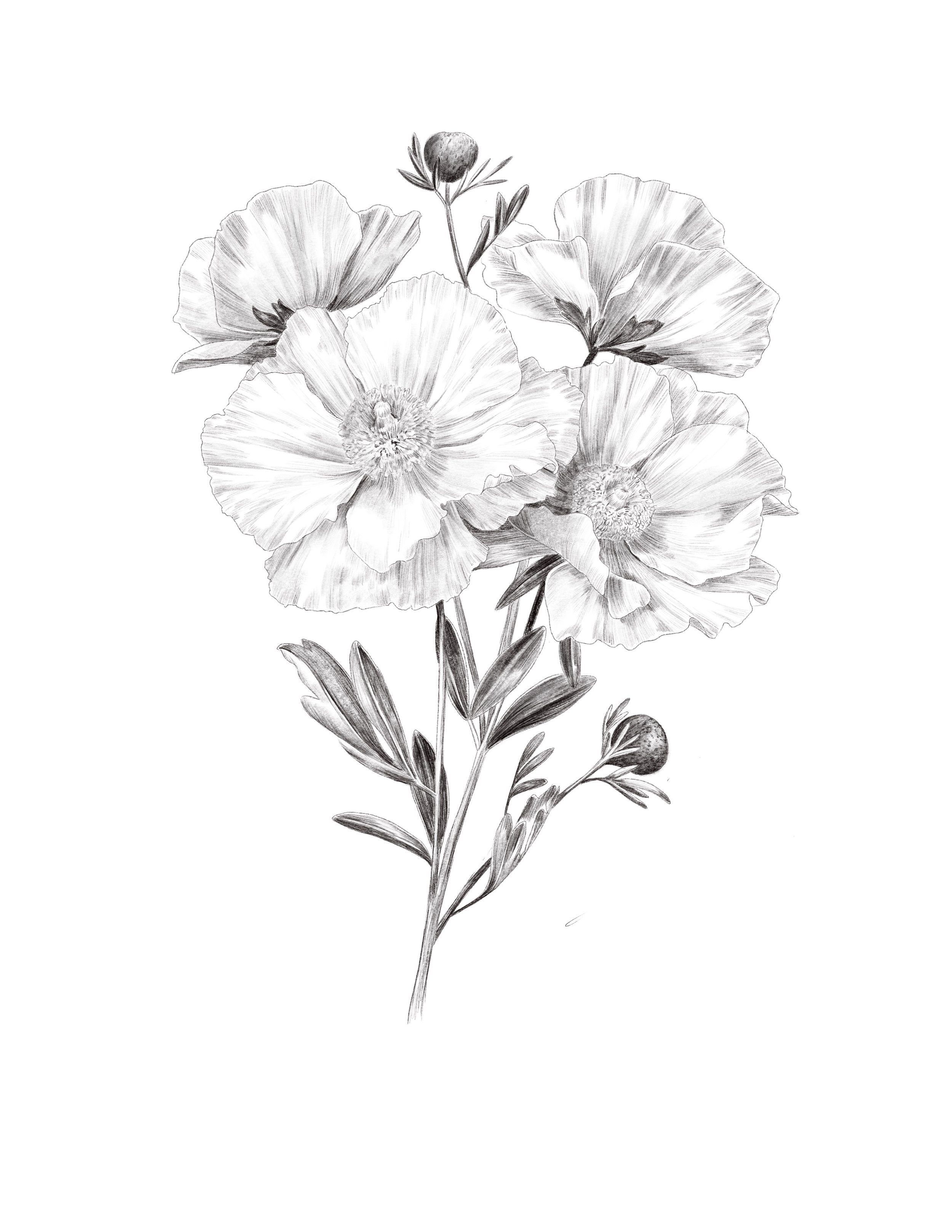 Matilijia Poppy