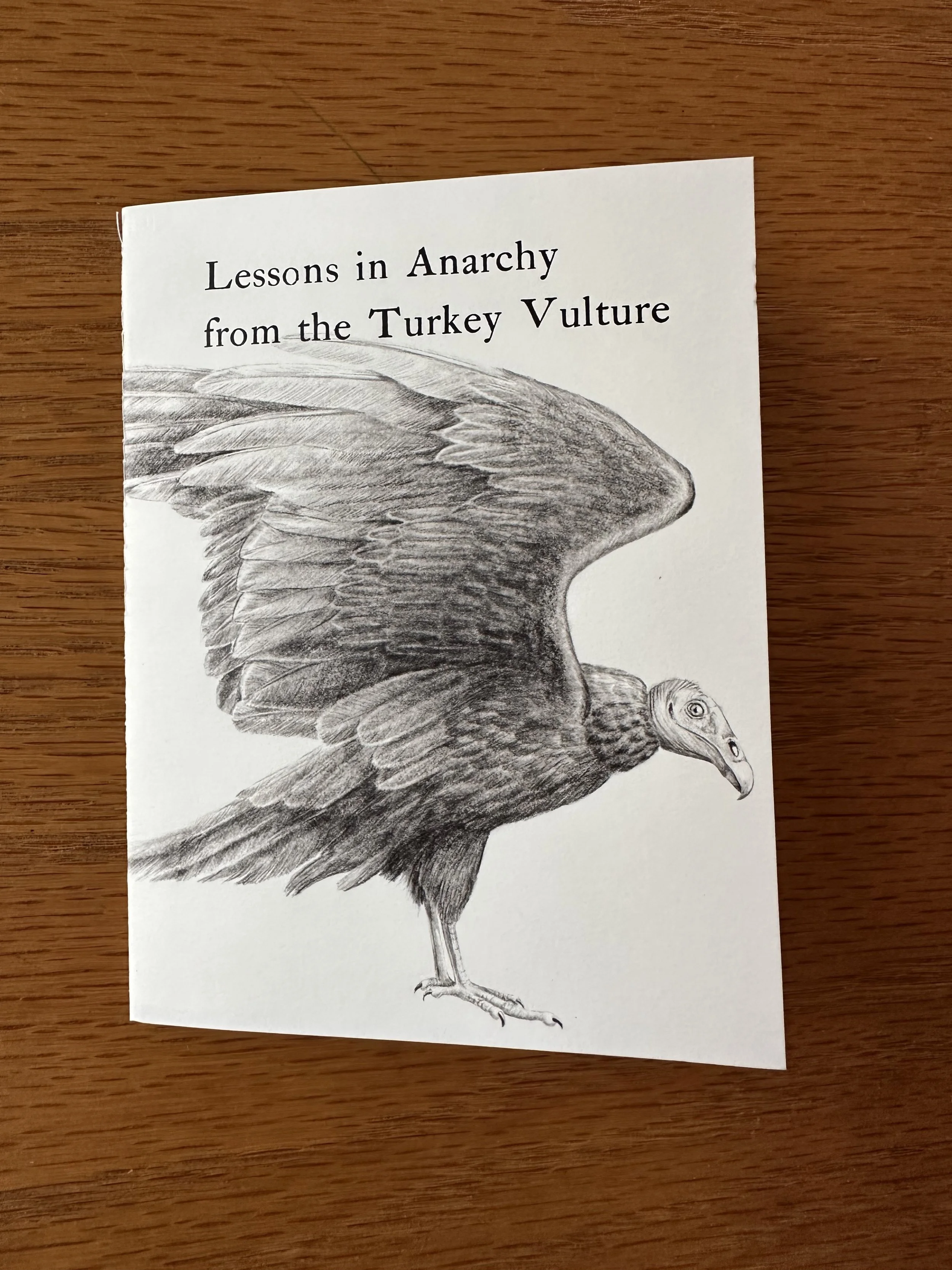 turkeyvulture_newsletter.jpg