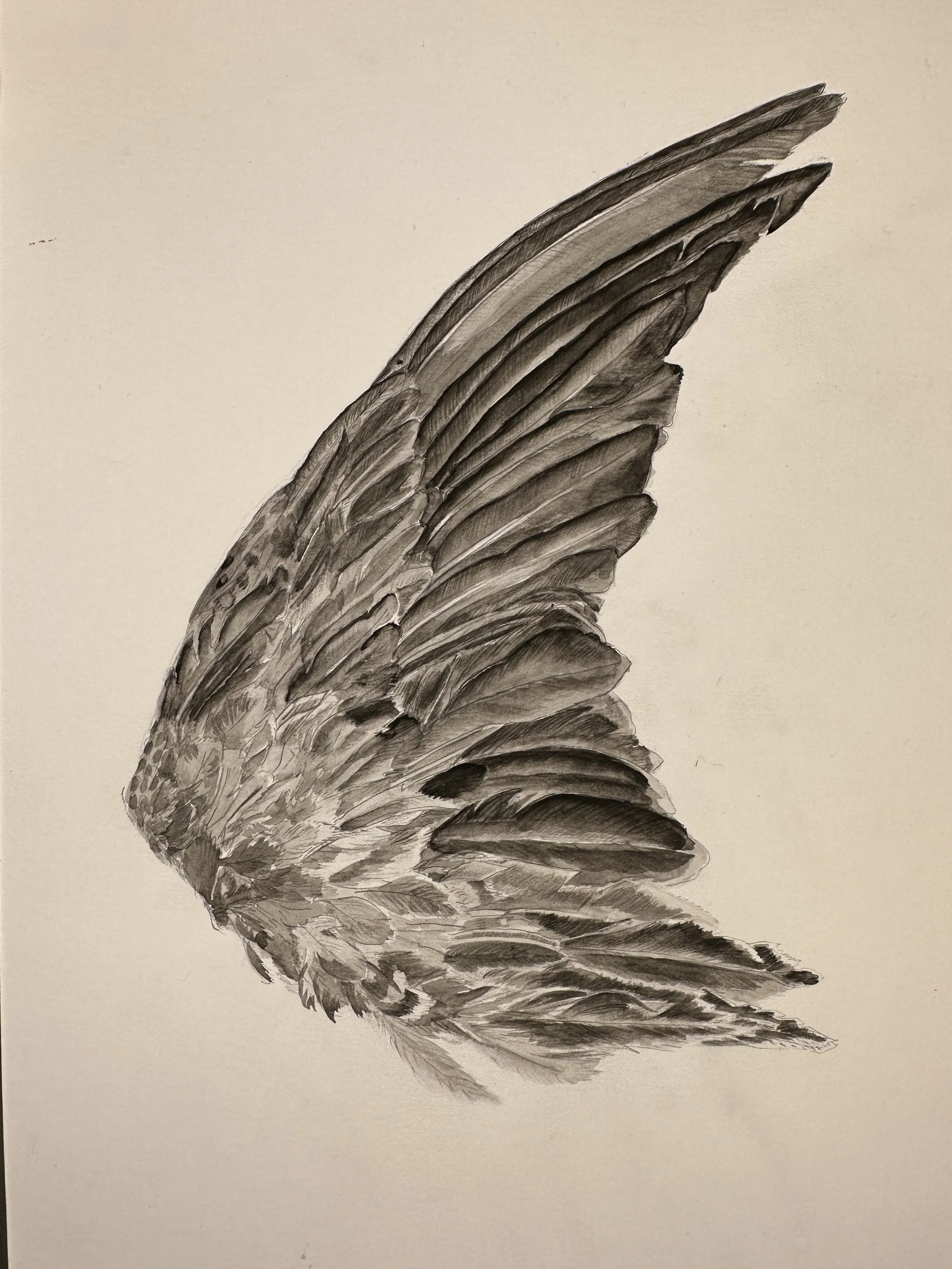 featherwatercolor.jpg