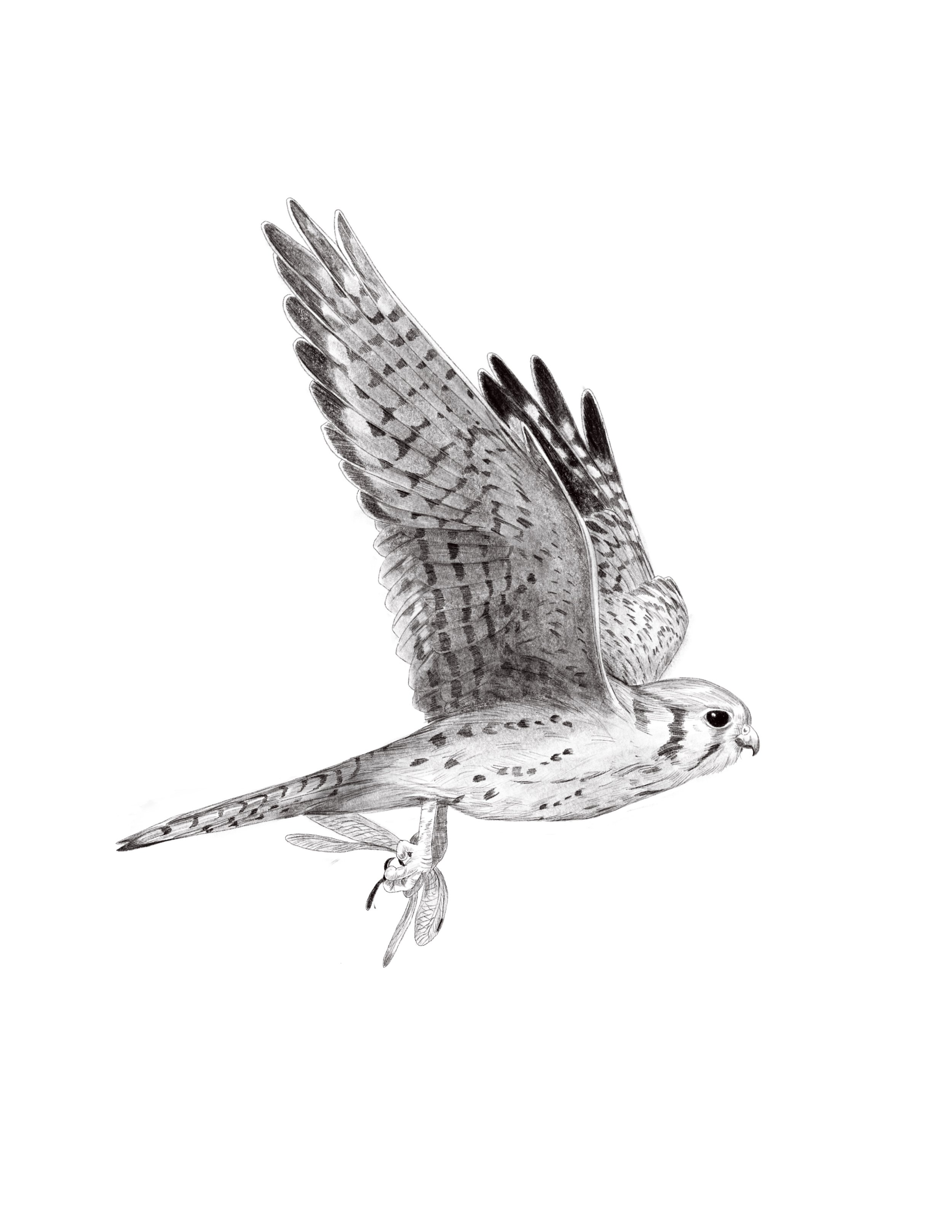 Kestrel Flying