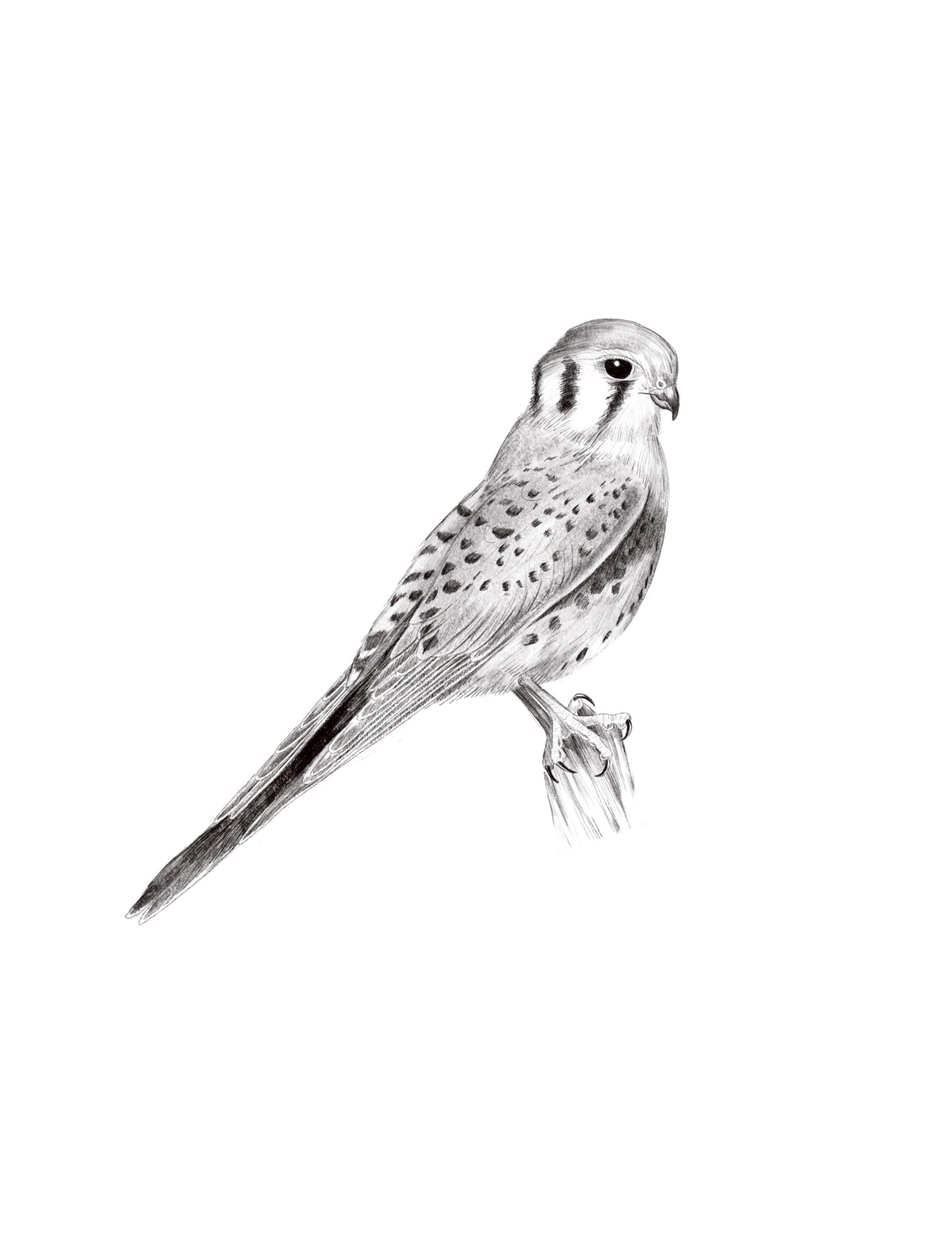 Kestrel Perched