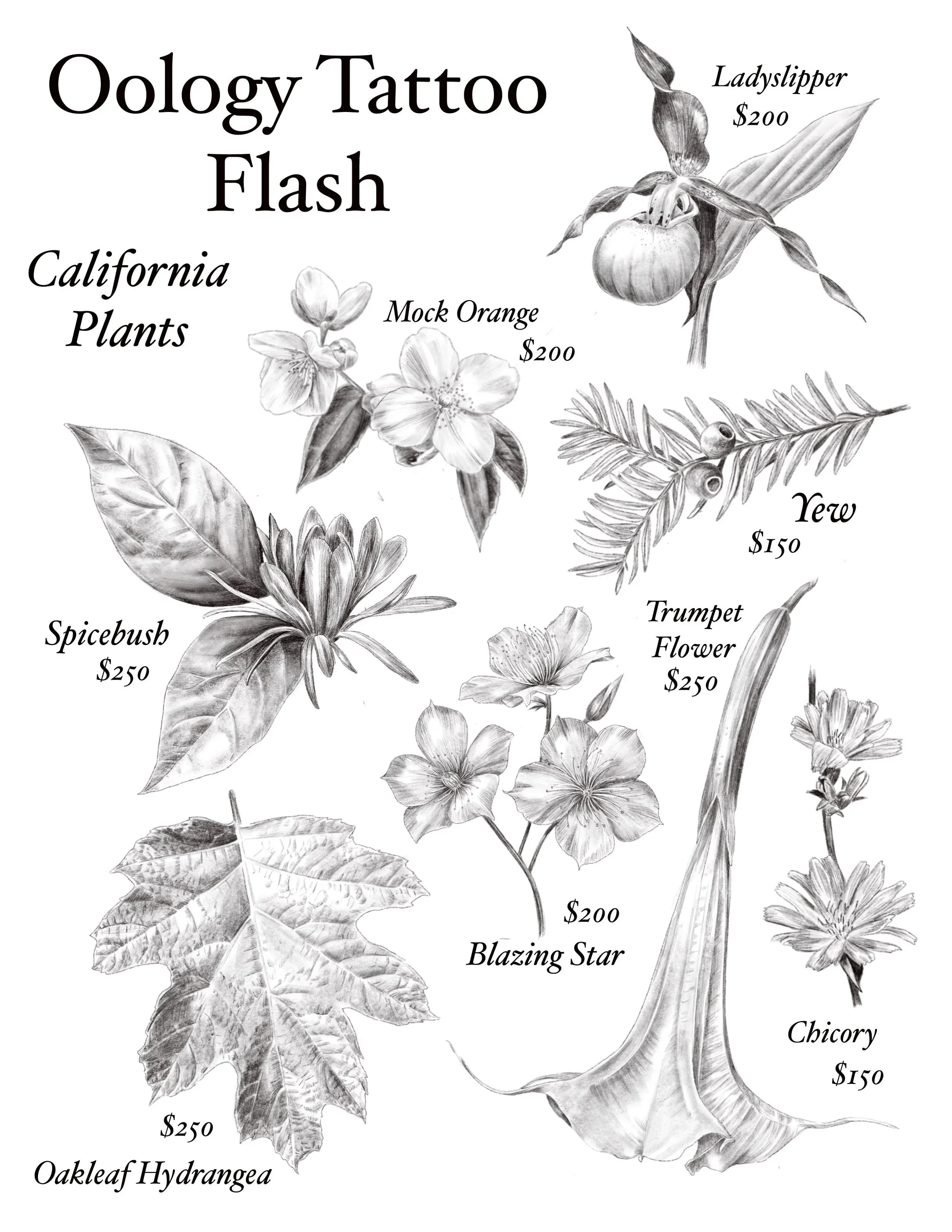 flash5.jpg