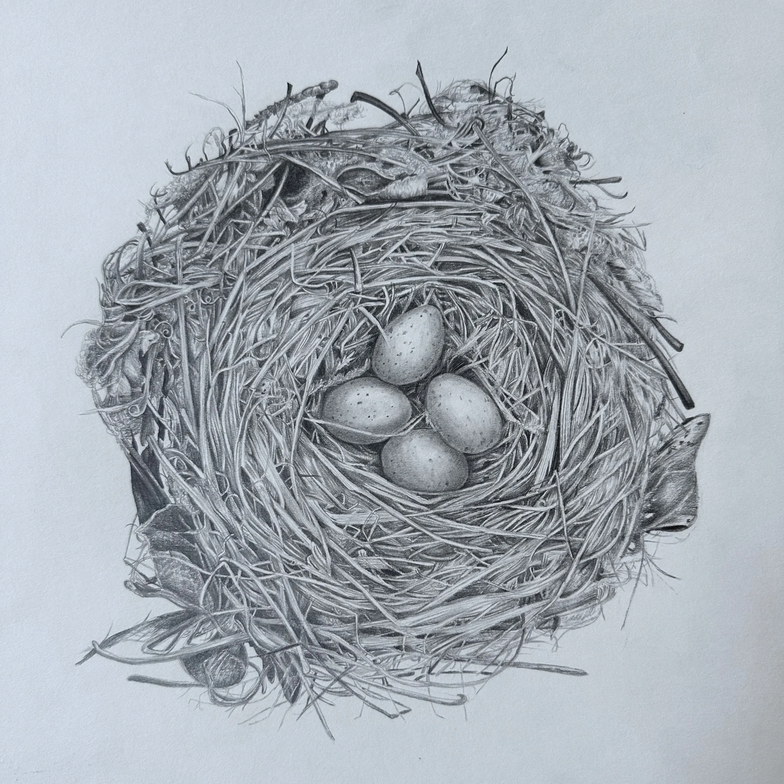 Nest