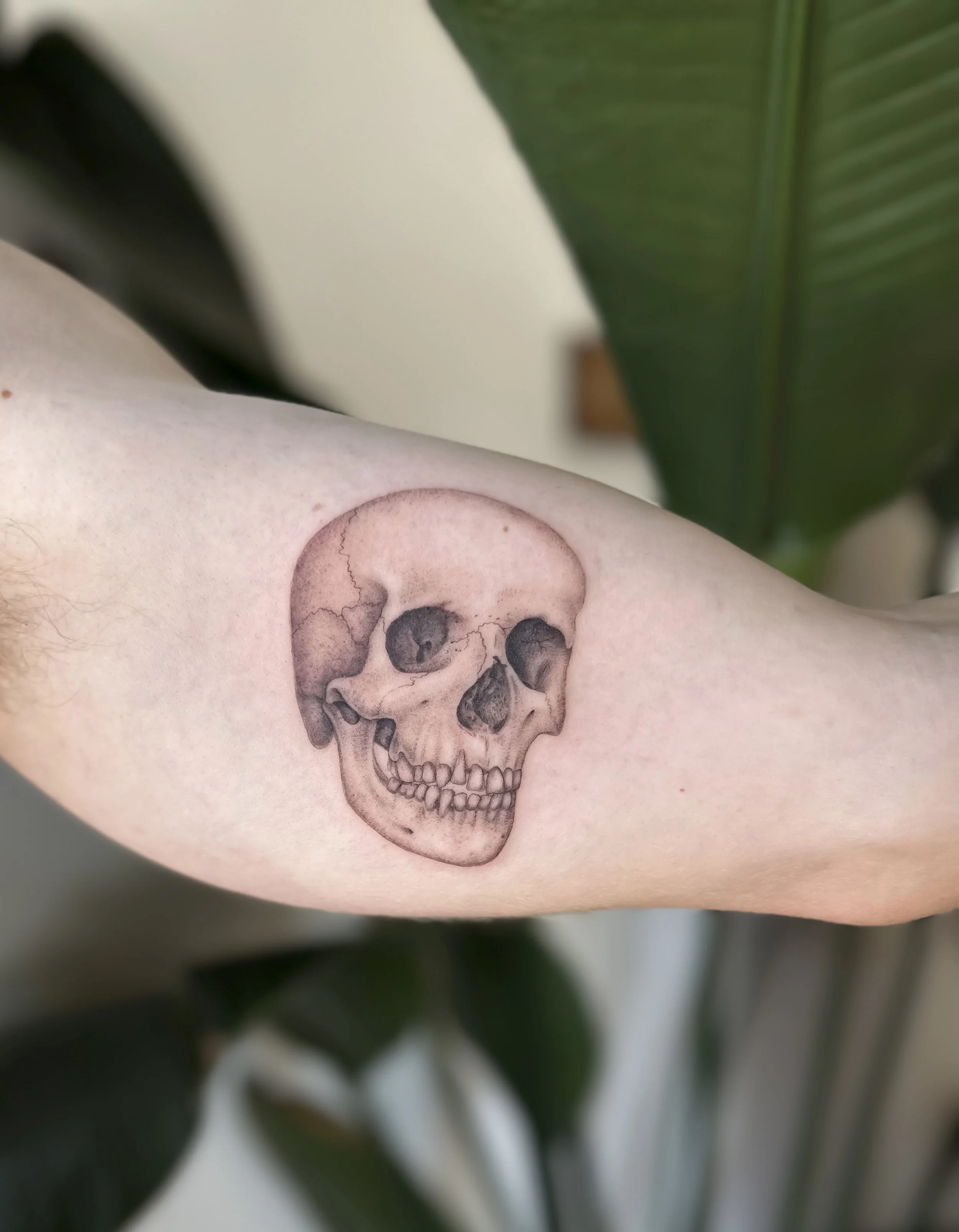 Skull
