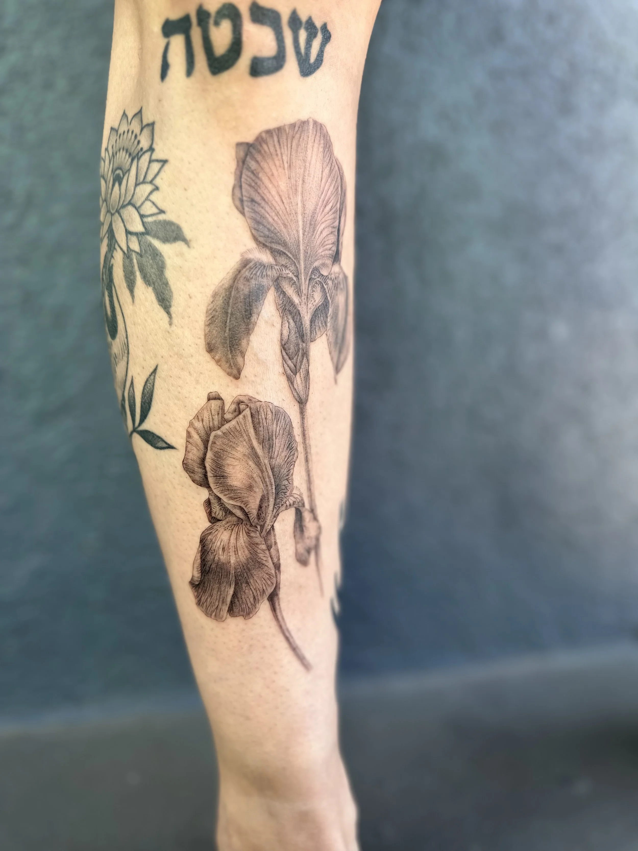 iris