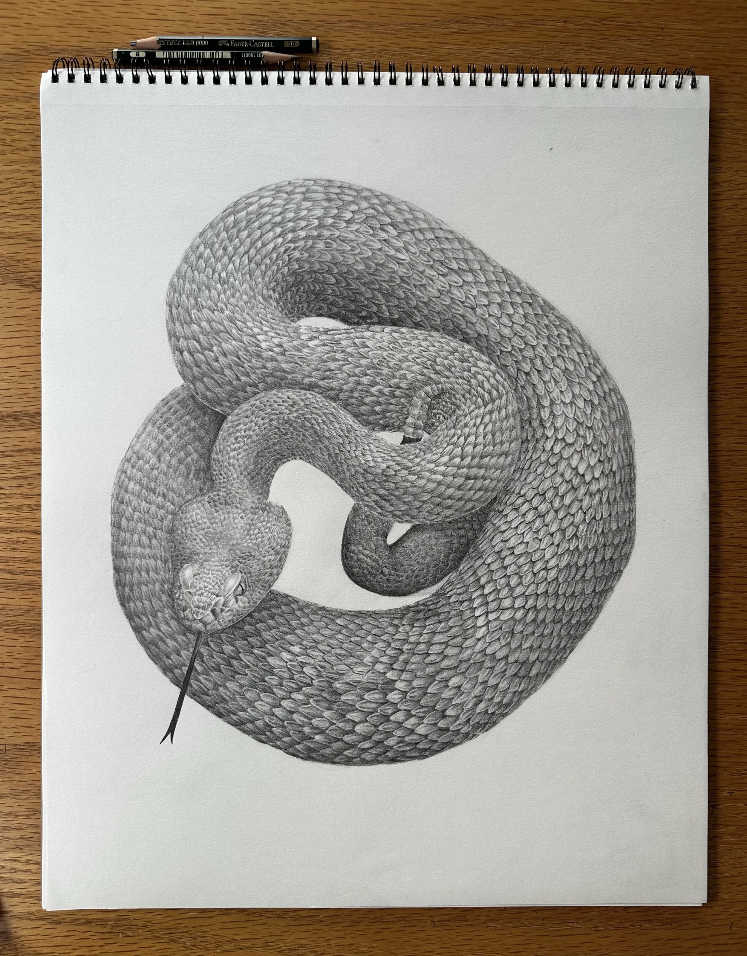 Rattlesnake