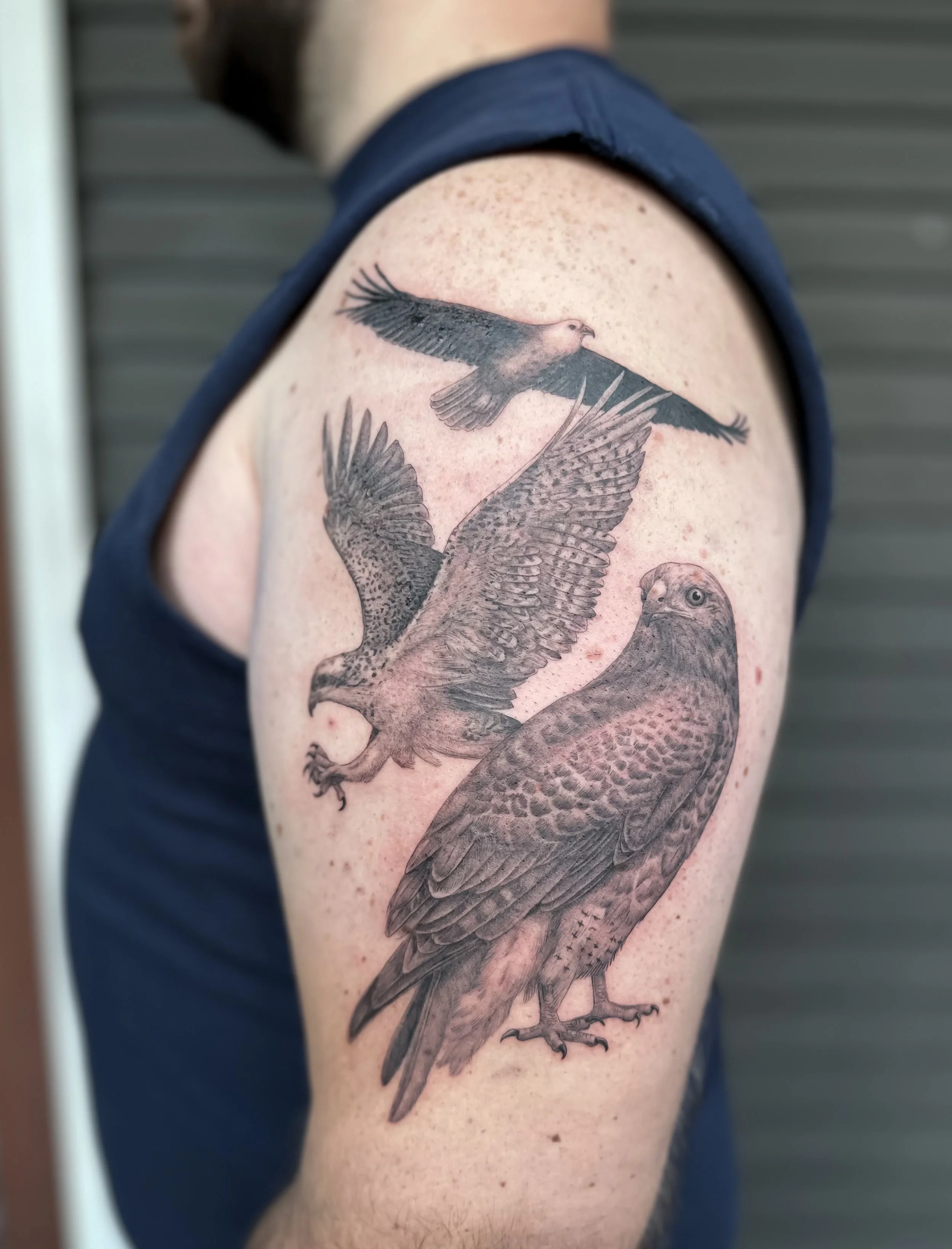 3birdsofprey.jpg