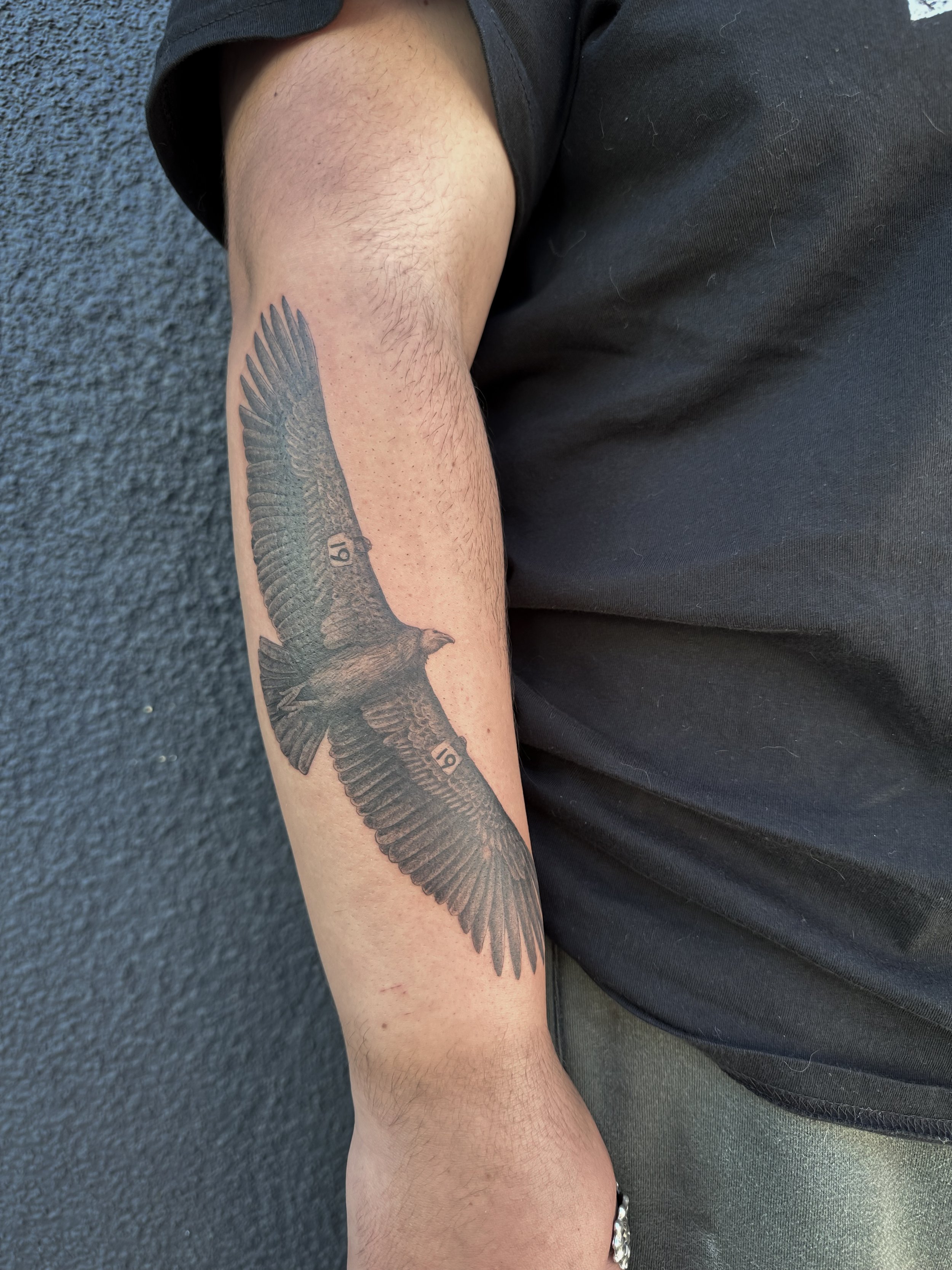 condor.jpg