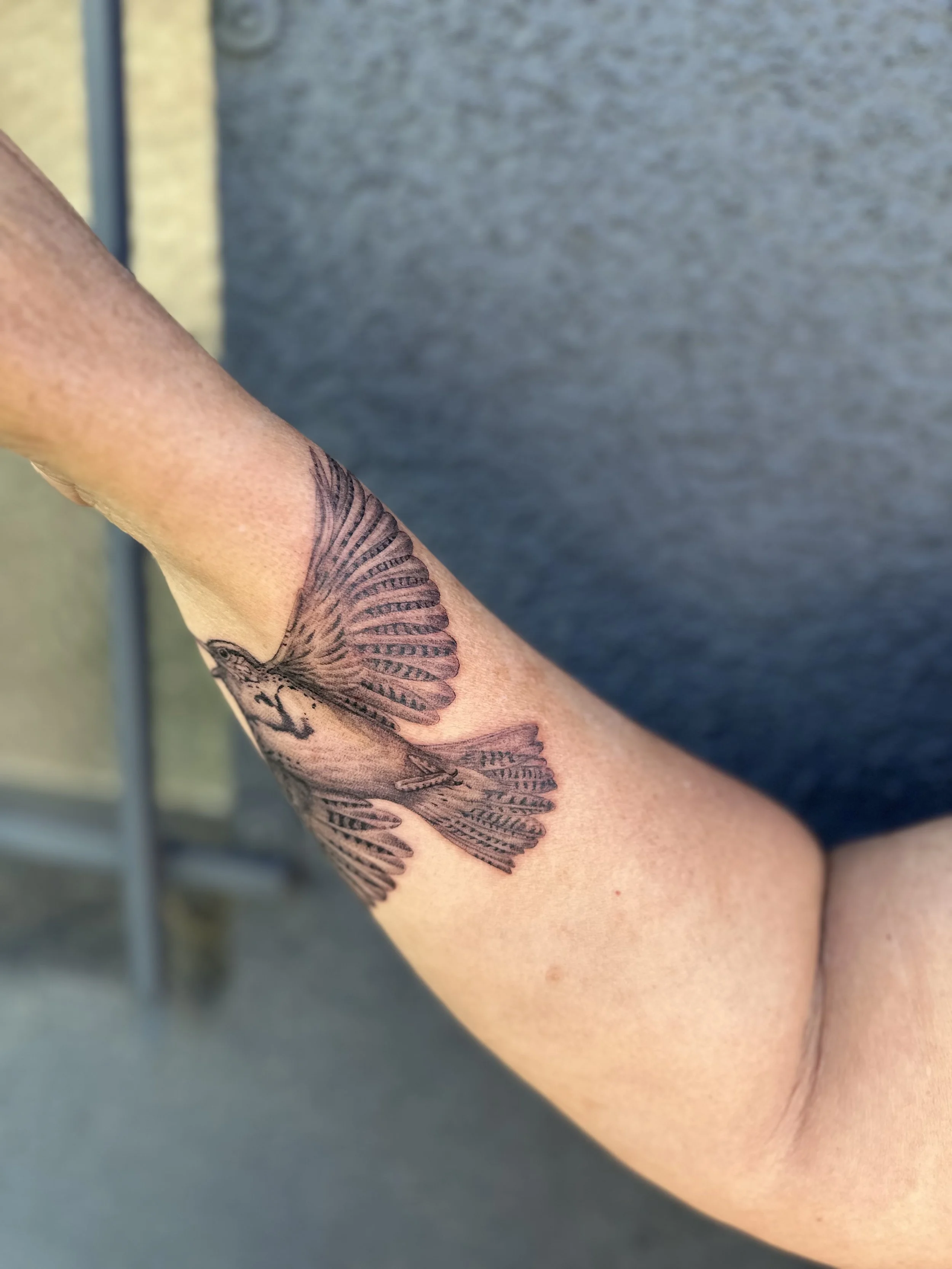 meadowlark