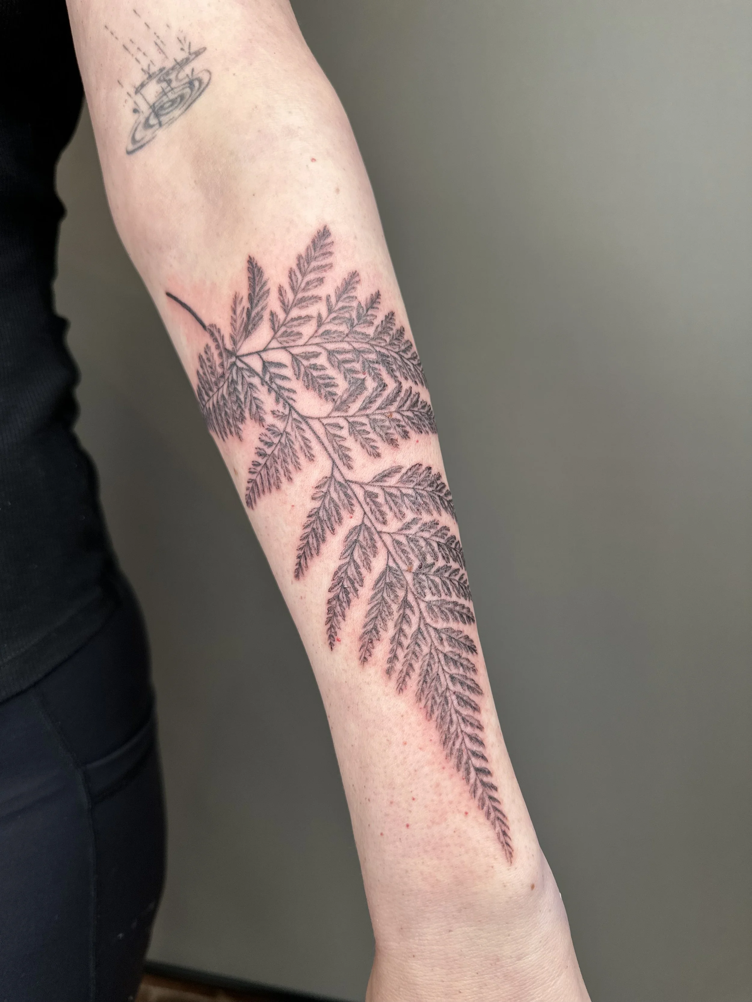 fern