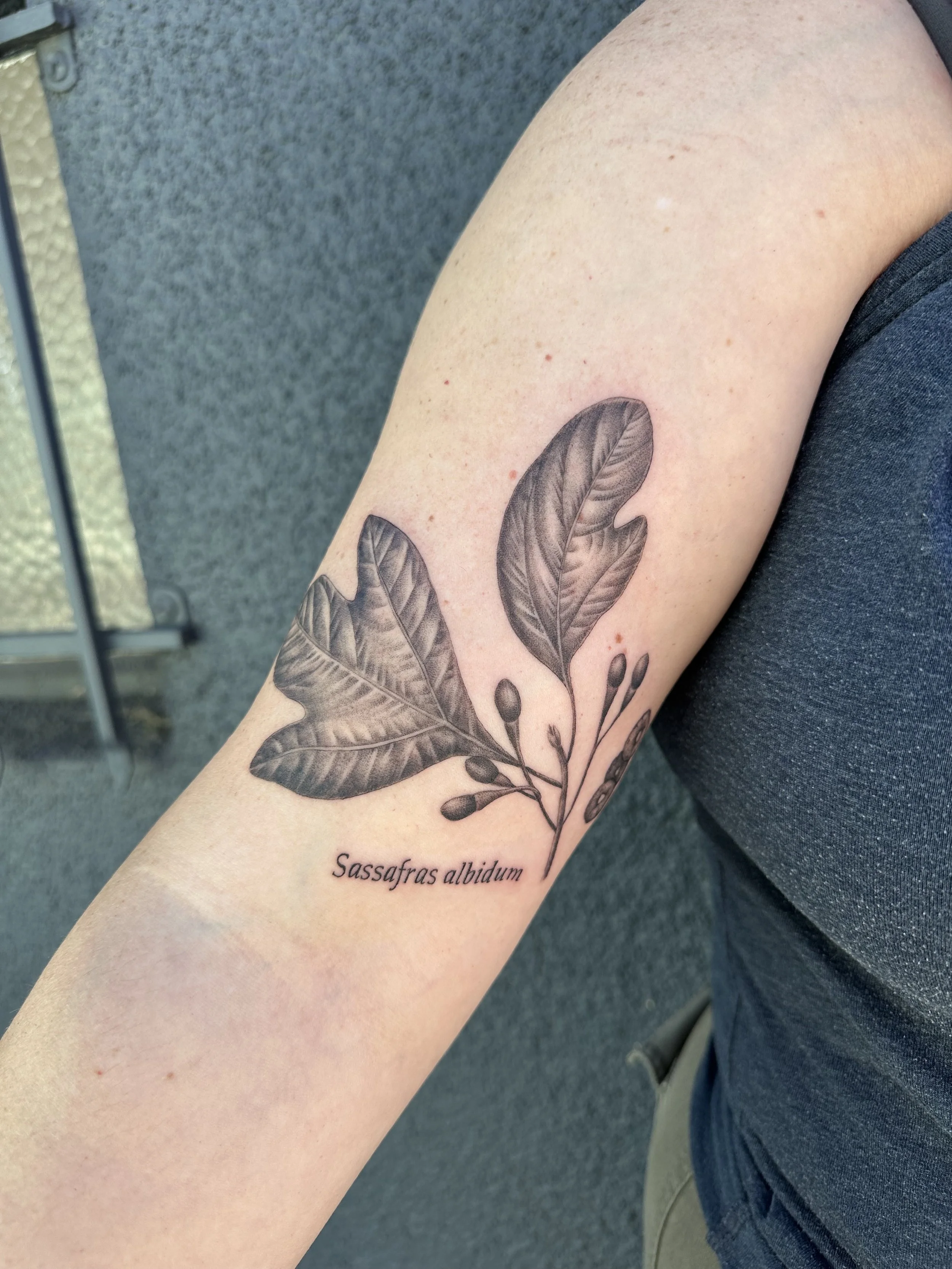 sassafras