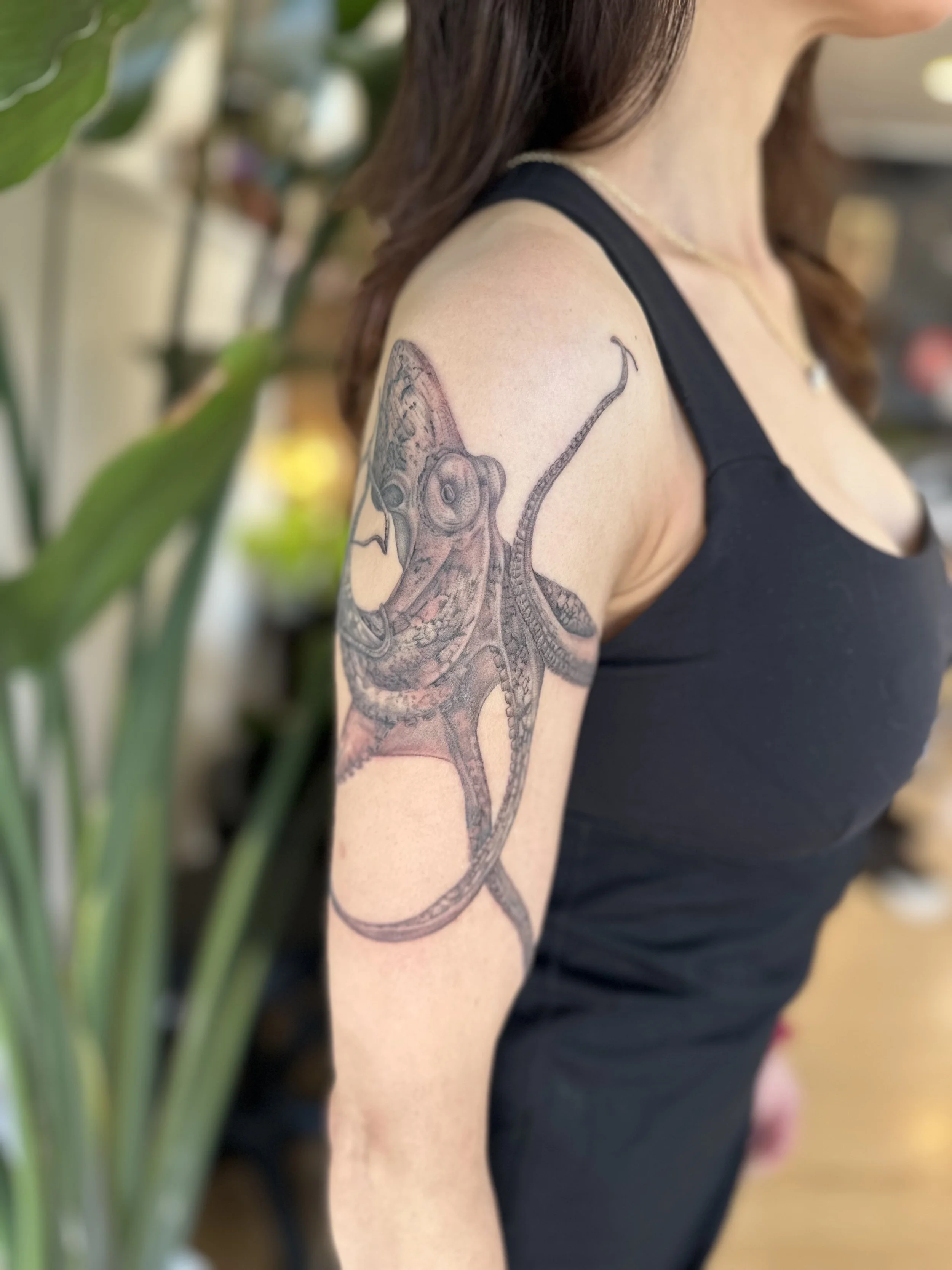 octopus