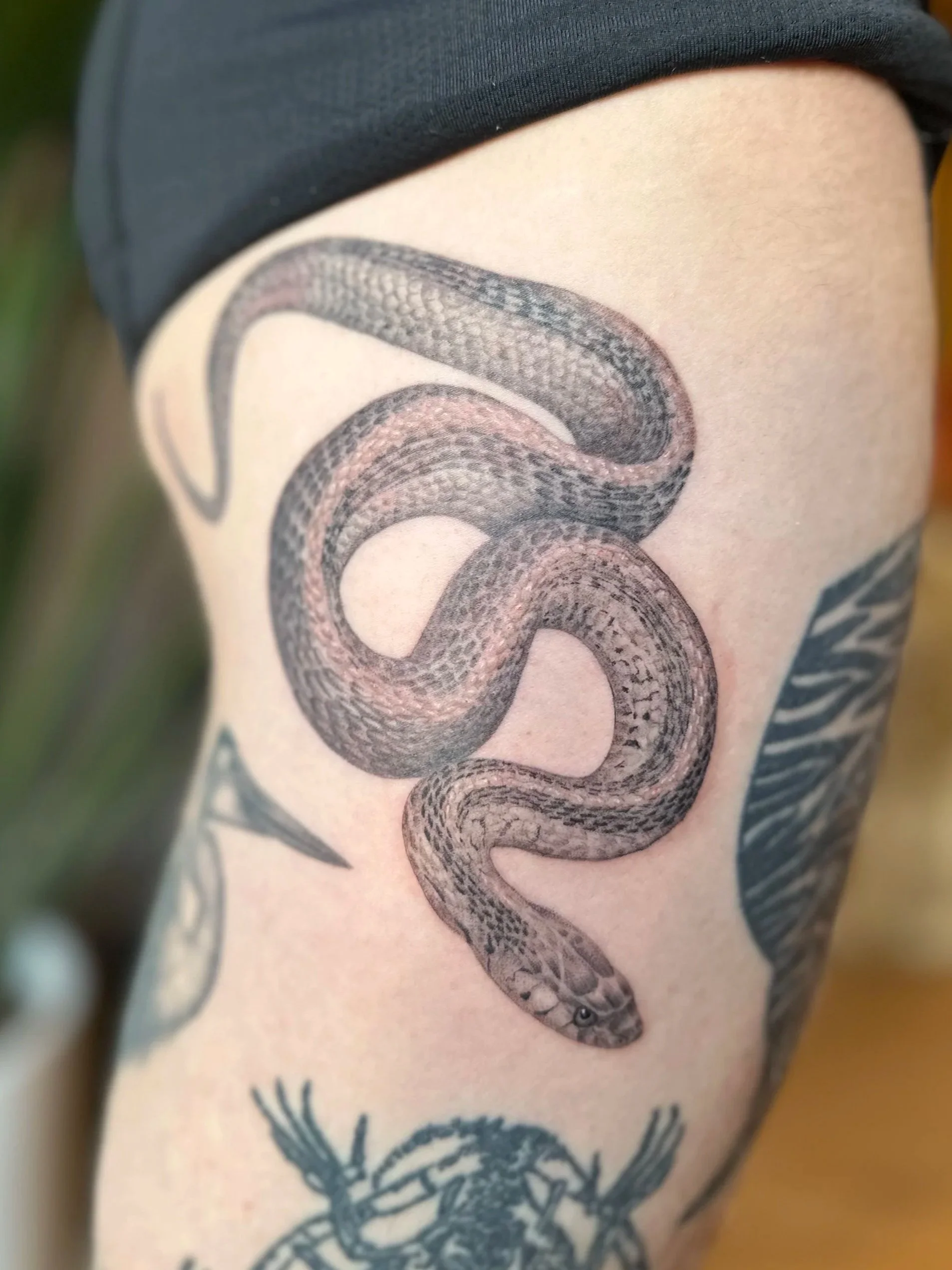 garter snake