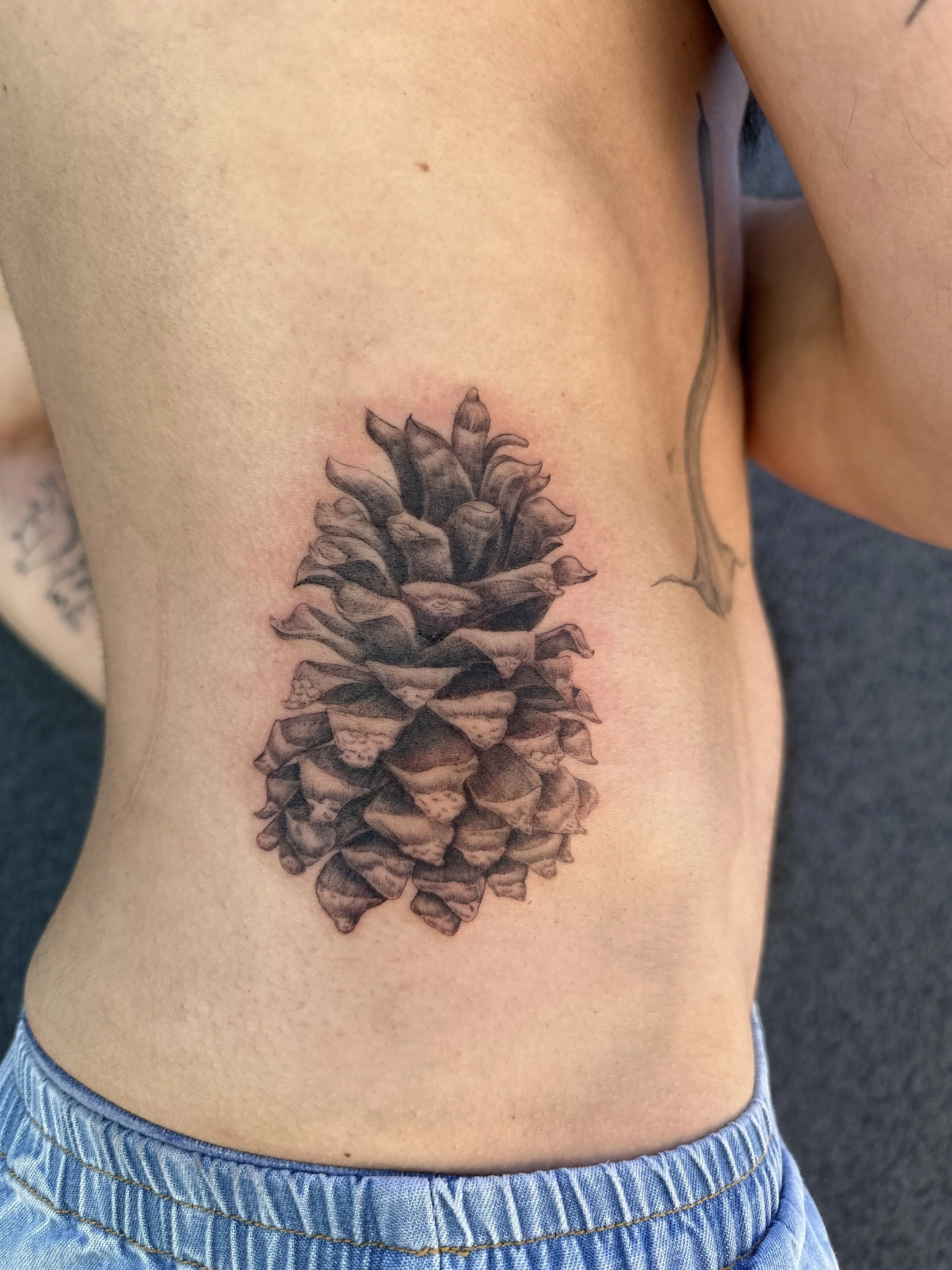 coulterpine