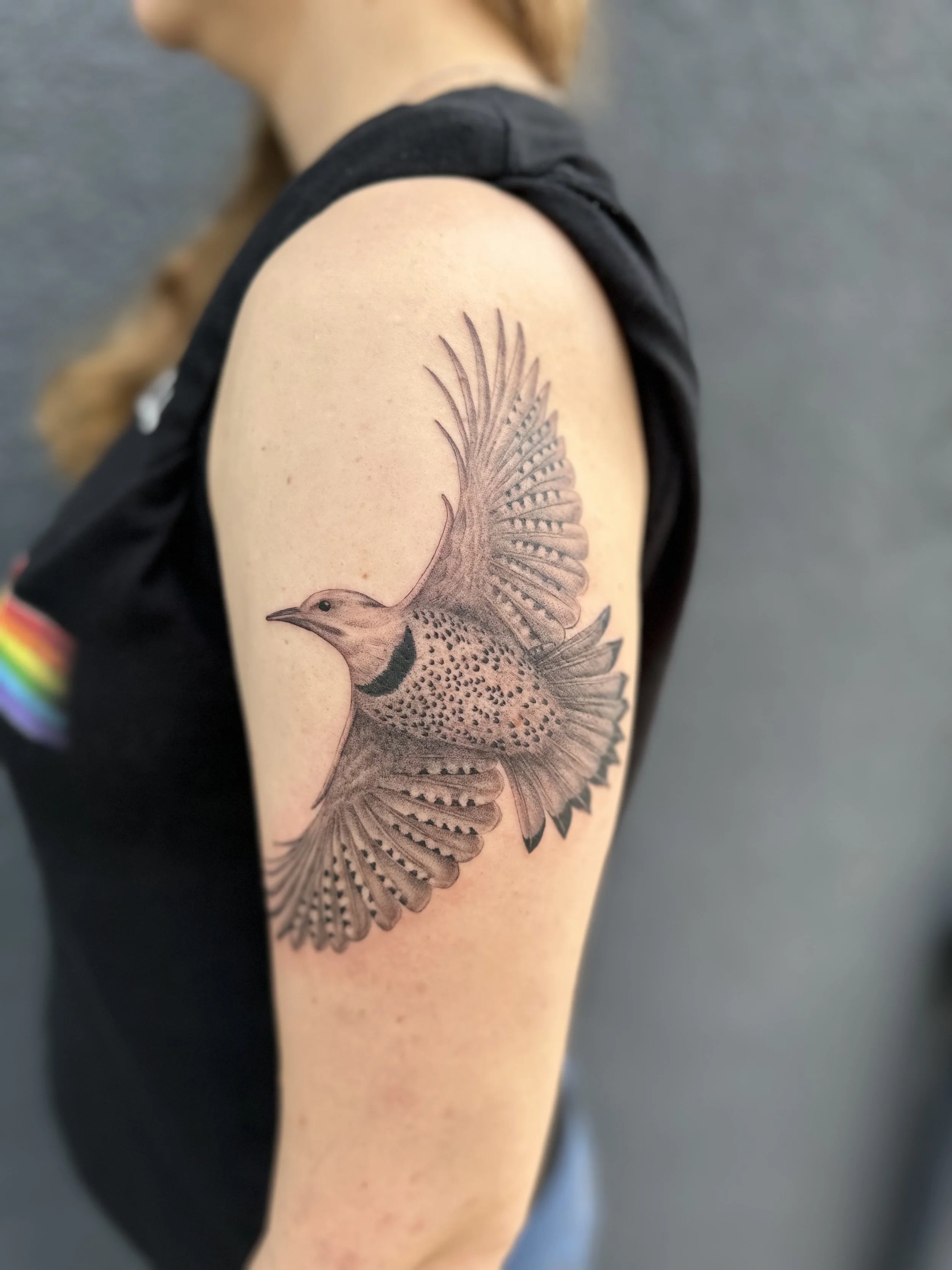 northern flicker