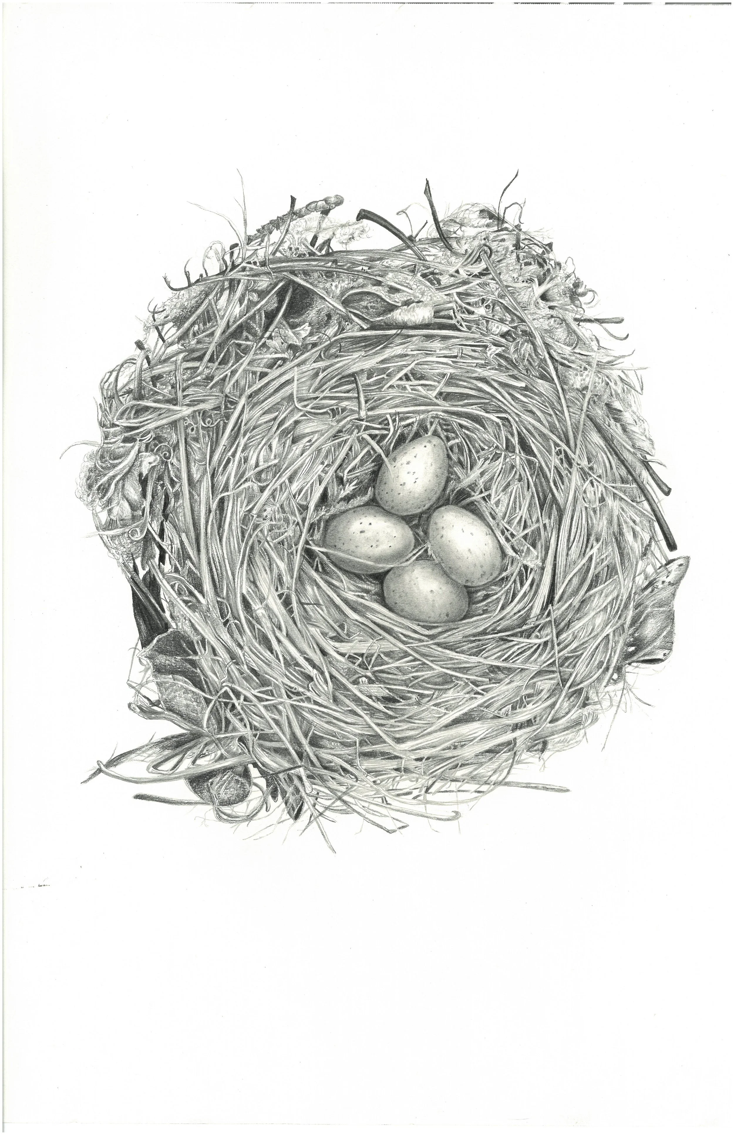 Nest_dark.jpg
