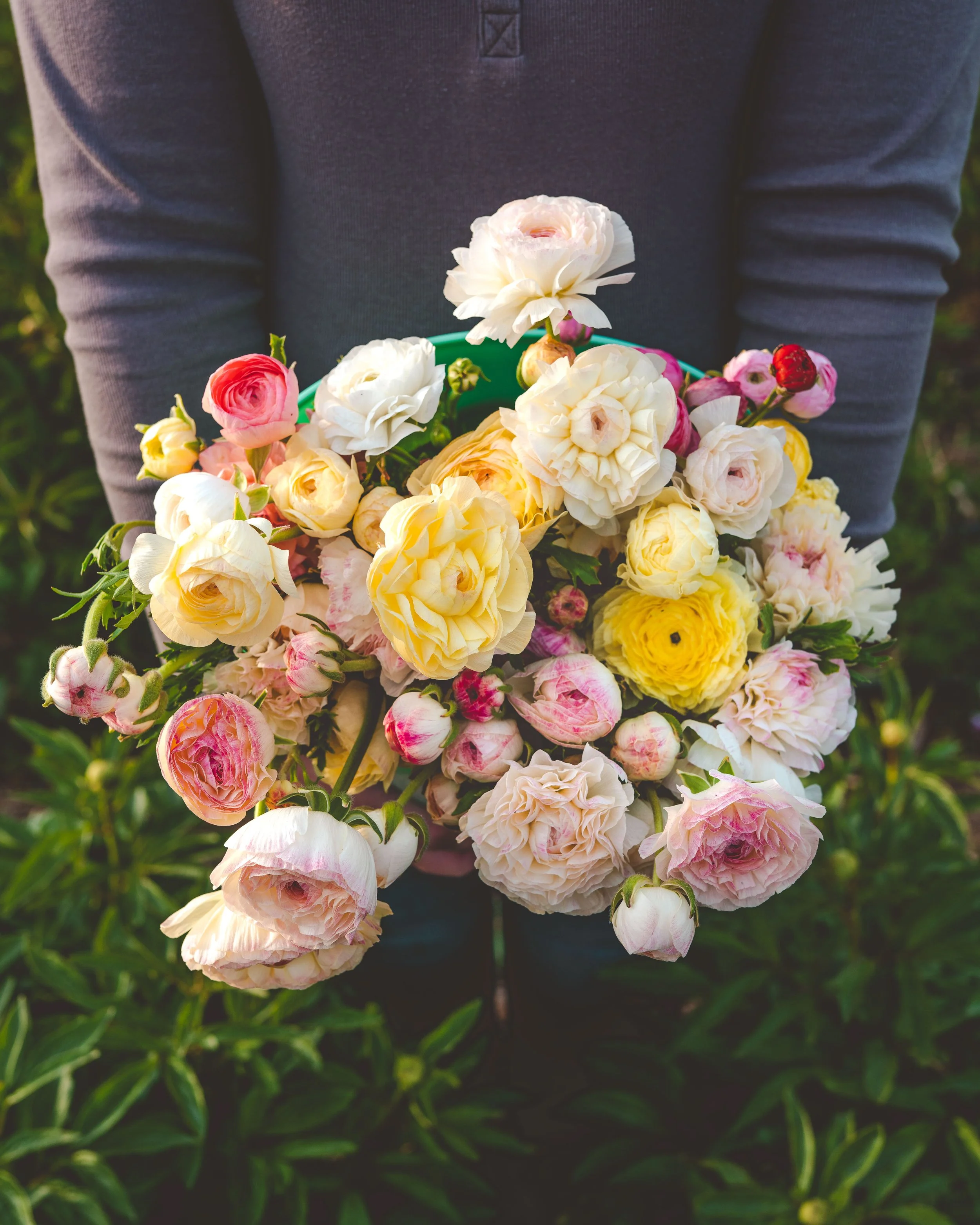 Ranunculus — Sierra Flower Farm