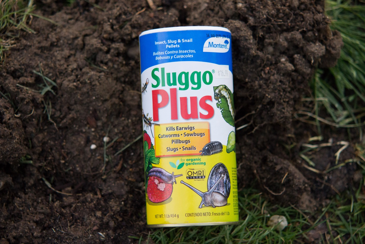 Sluggo Plus saved our flowers last year, even when it seemed daunting. These pelleted iron phosphate + spinosad combo works really well and goes a long ways!