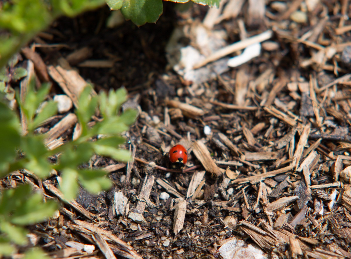 Our little garden attracts some undesirable pests, the good news is their predators follow them! This ladybug is not only adorable but is an aphid vacuum!