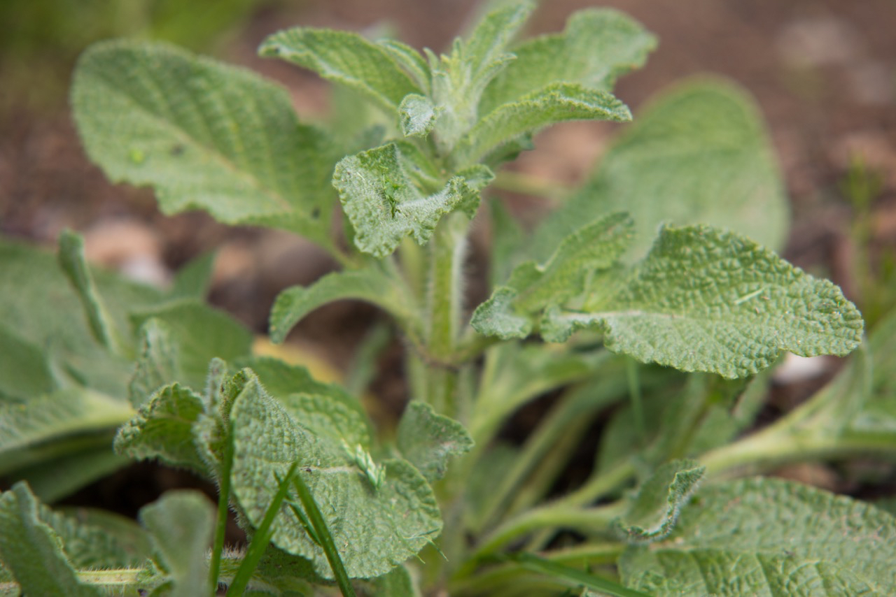 When this clary sage was first planted, it received a welcoming into the ground through some nibbling pests. After we plant, that night we sprinkle some Sluggo Plus down. The munchers only get a few bites in before those bites became their last.