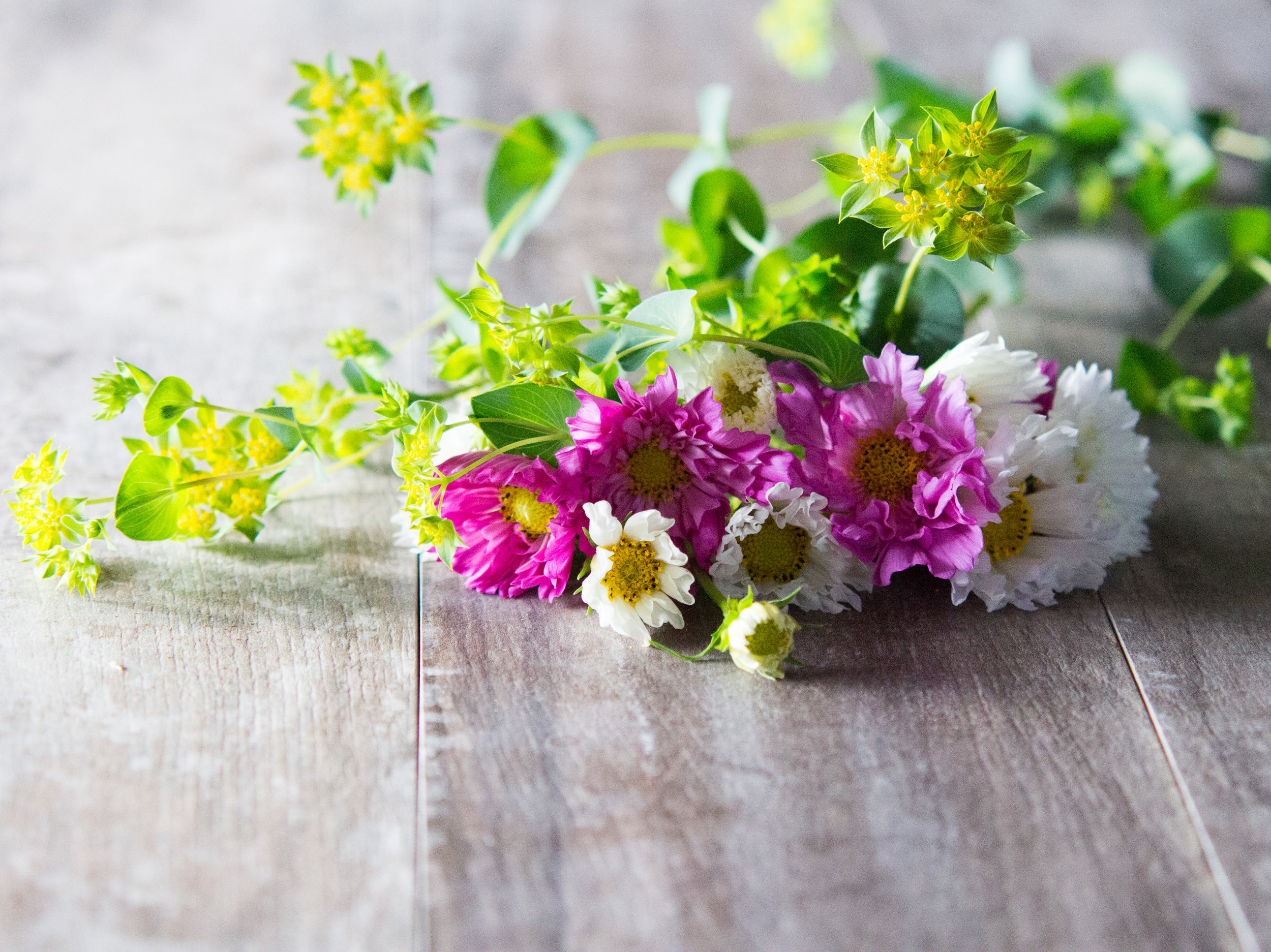 Cosmos — Sierra Flower Farm