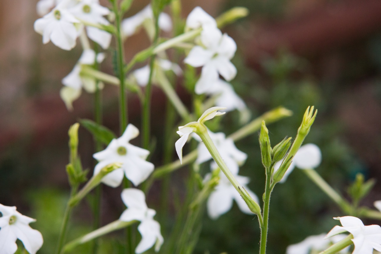 This Nicotiana Grandiflora smells of jasmine. Though a flowering tobacco, all parts of this plant is poisonous and can't be smoked like the tobacco we commonly think of!