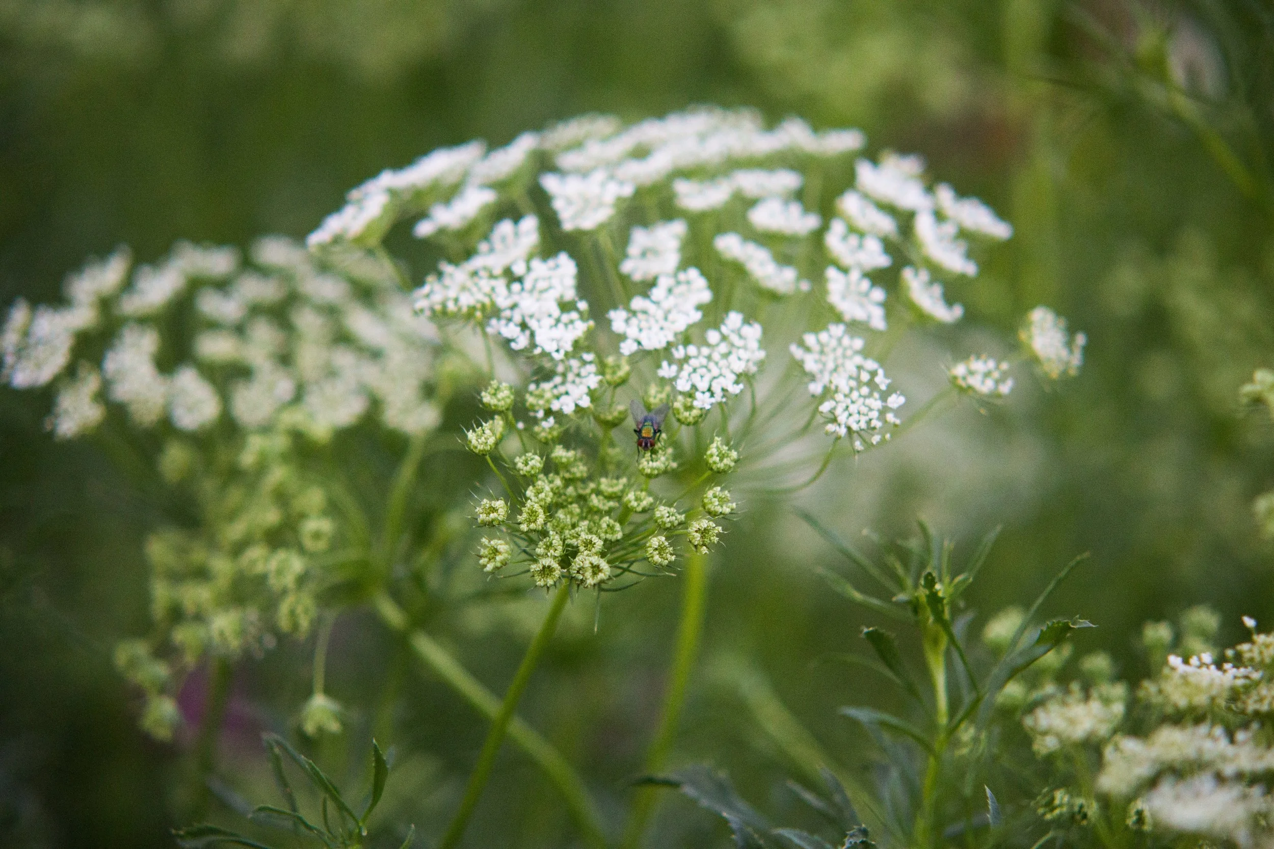 Can you spy the fly with you little eye? At least it's in the garden instead of our house!