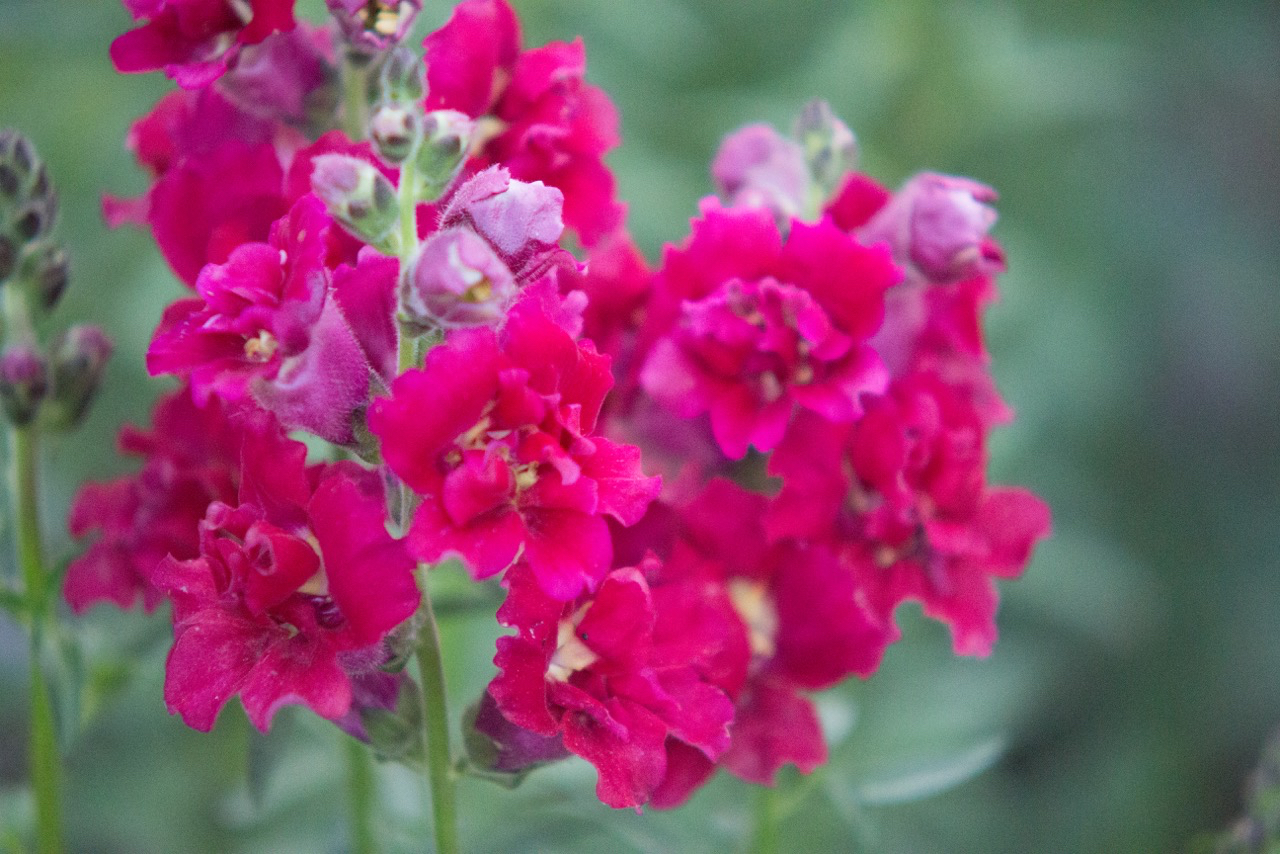 This unusual snapdragon is madame butterfly, one my favorites and is popular with the bees!