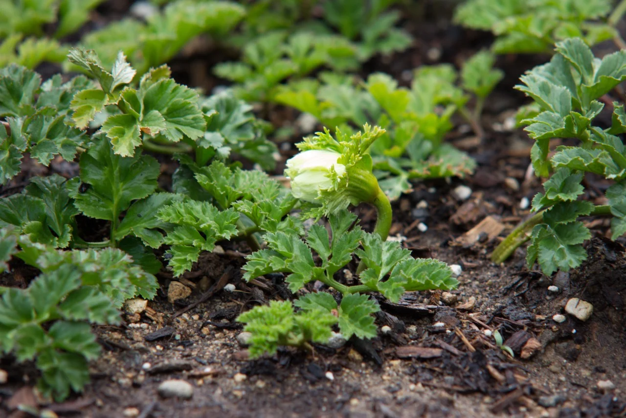 whiteanemone.jpg