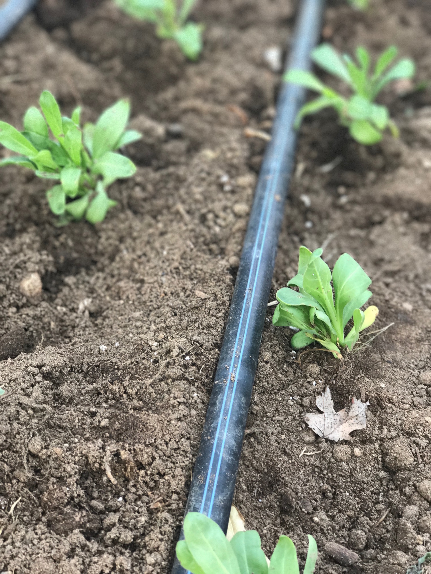 Calendula — Sierra Flower Farm