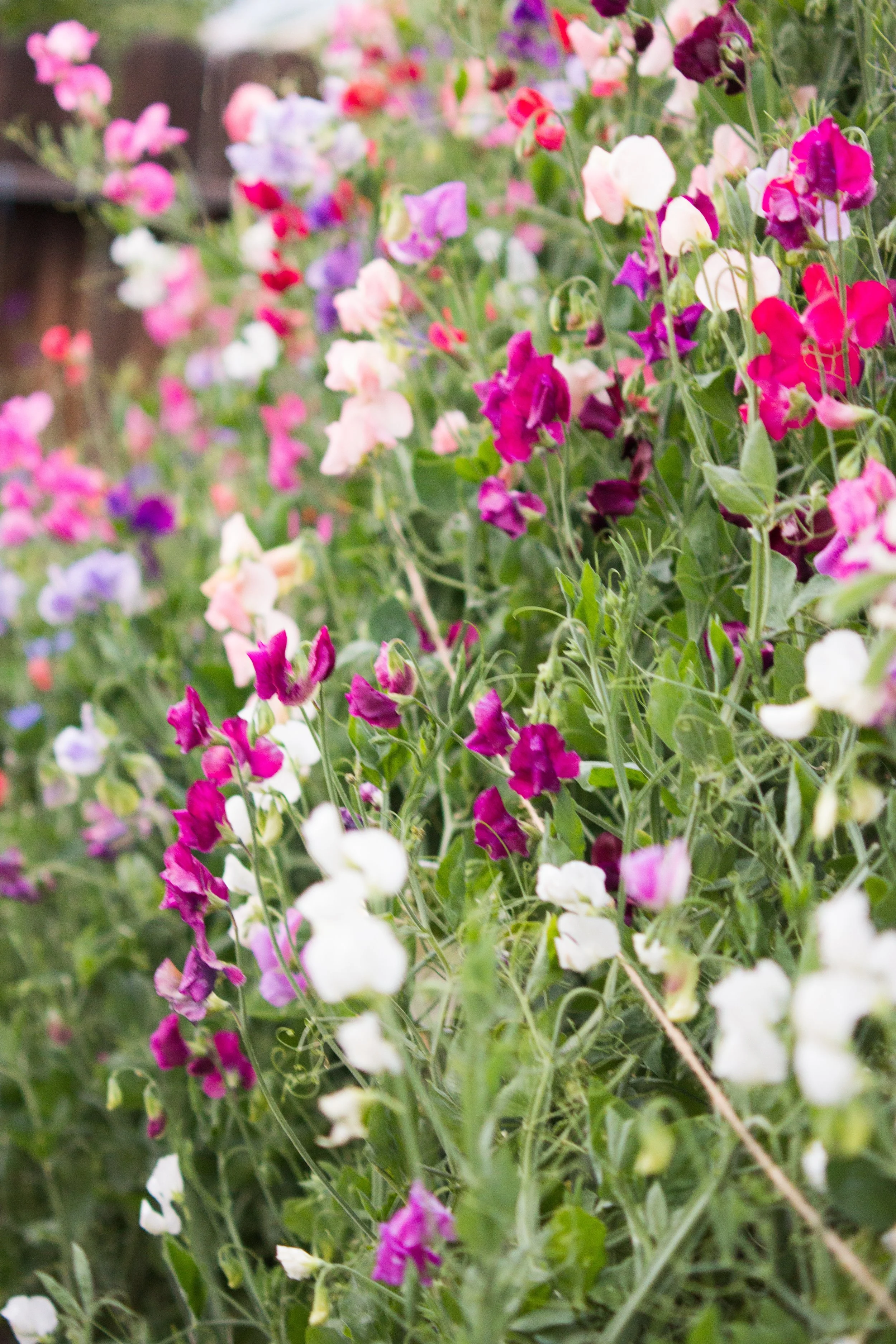 Sweet Peas — Sierra Flower Farm