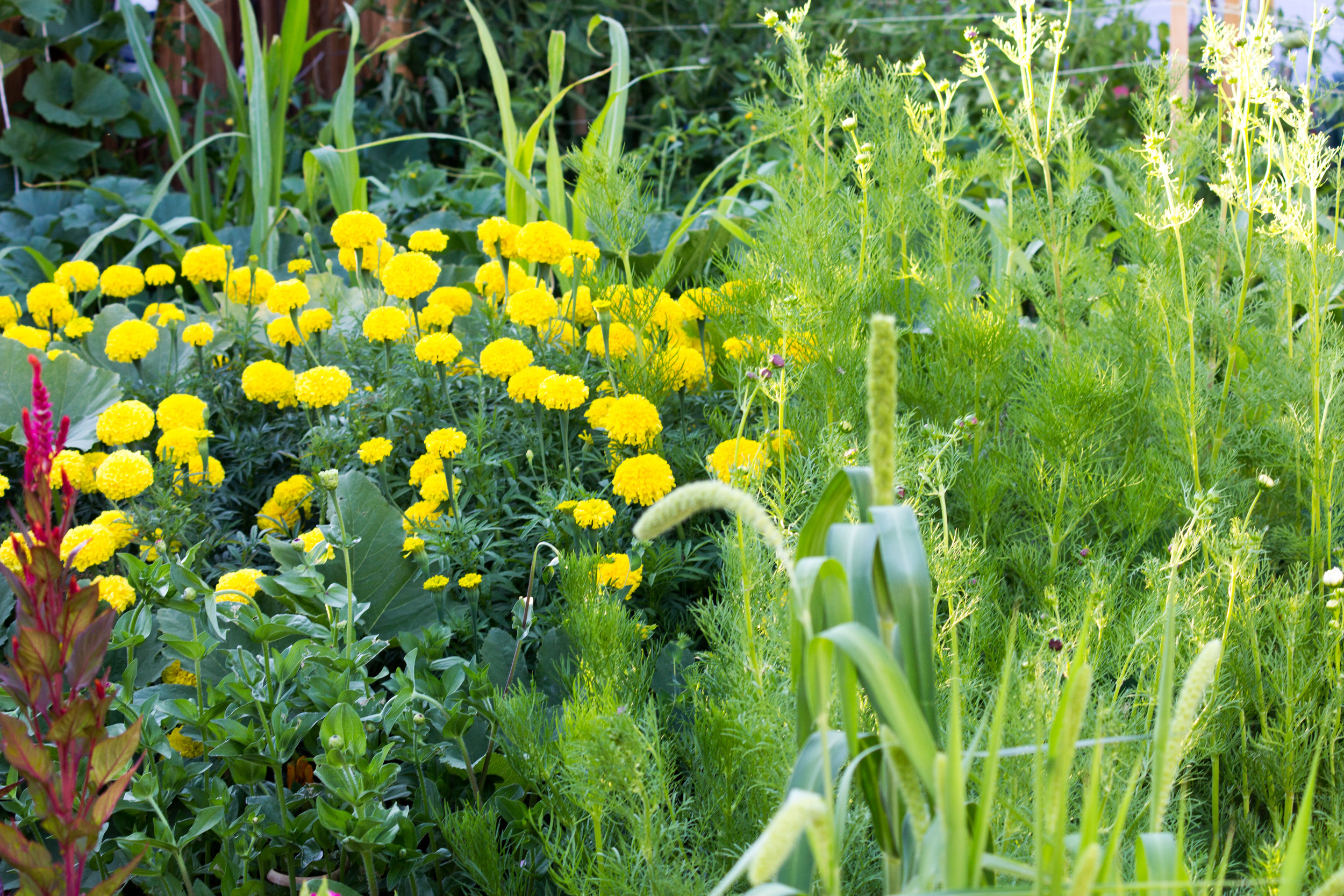 How to Plant & Grow a Cut Flower Garden, plus 5 flowers to get started