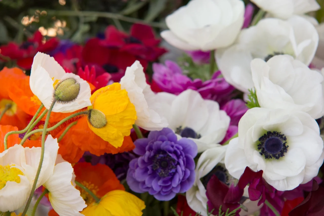 Iceland Poppies — Sierra Flower Farm